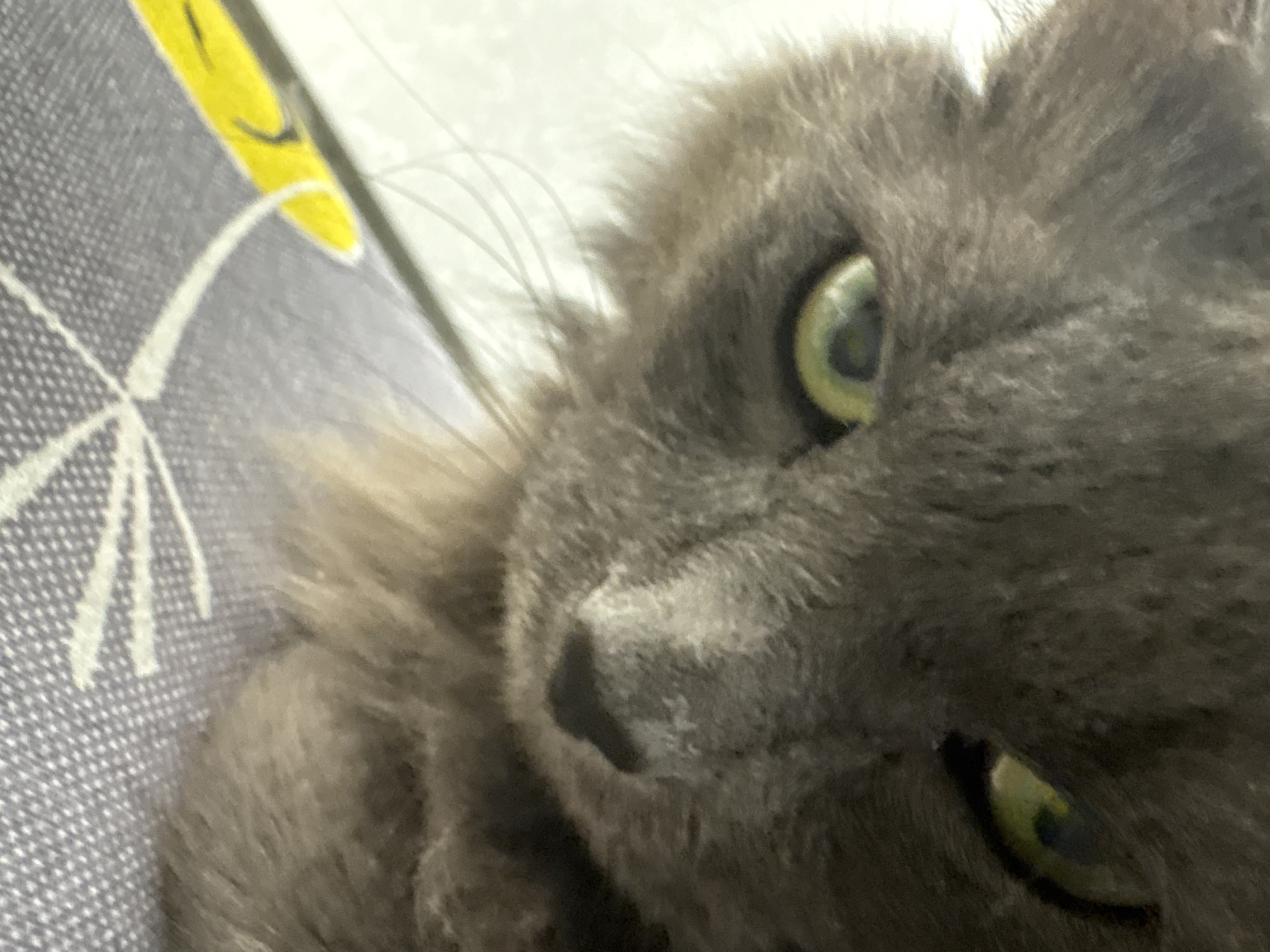 This is a close-up, low-angle, eye-level indoor photograph of a fluffy grey cat with green eyes. The cat is looking downwards and slightly to the left of the camera. The background consists of a grey and white patterned surface, possibly a blanket or cushion, with a blurred yellow object in the lower left corner. The image does not contain any information about the city of Vladivostok, Russia.