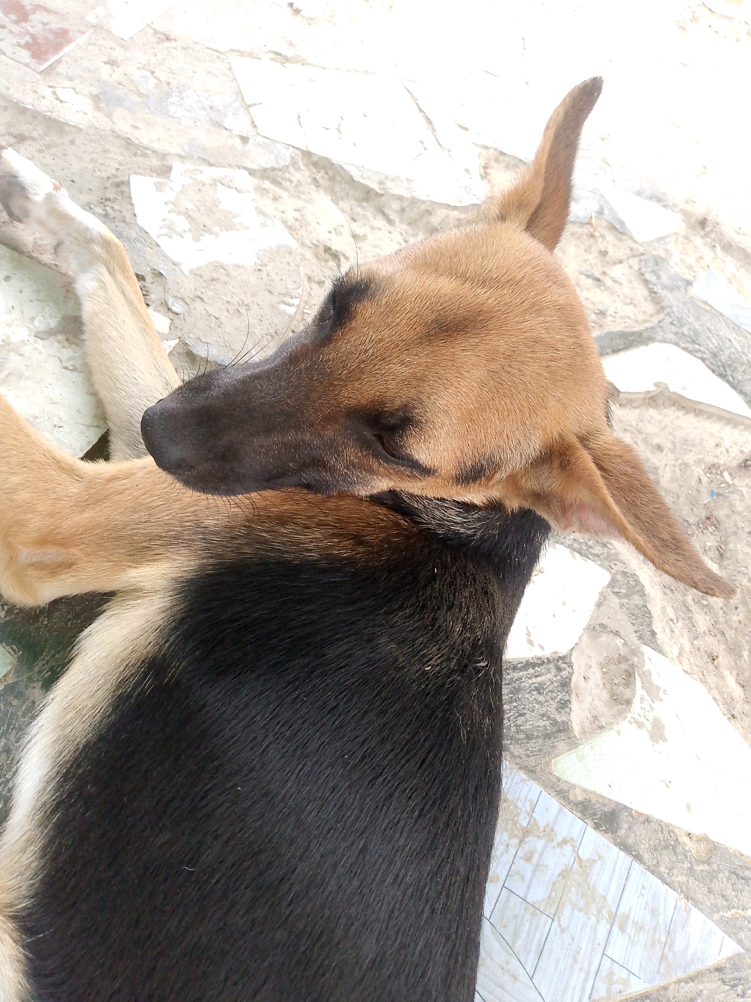A dog is lying on a tiled surface. The dog has a black coat on its body and a tan head. Its nose is black. The background appears to be an outdoor setting. No people are visible. The location is Juan Griego, Venezuela.