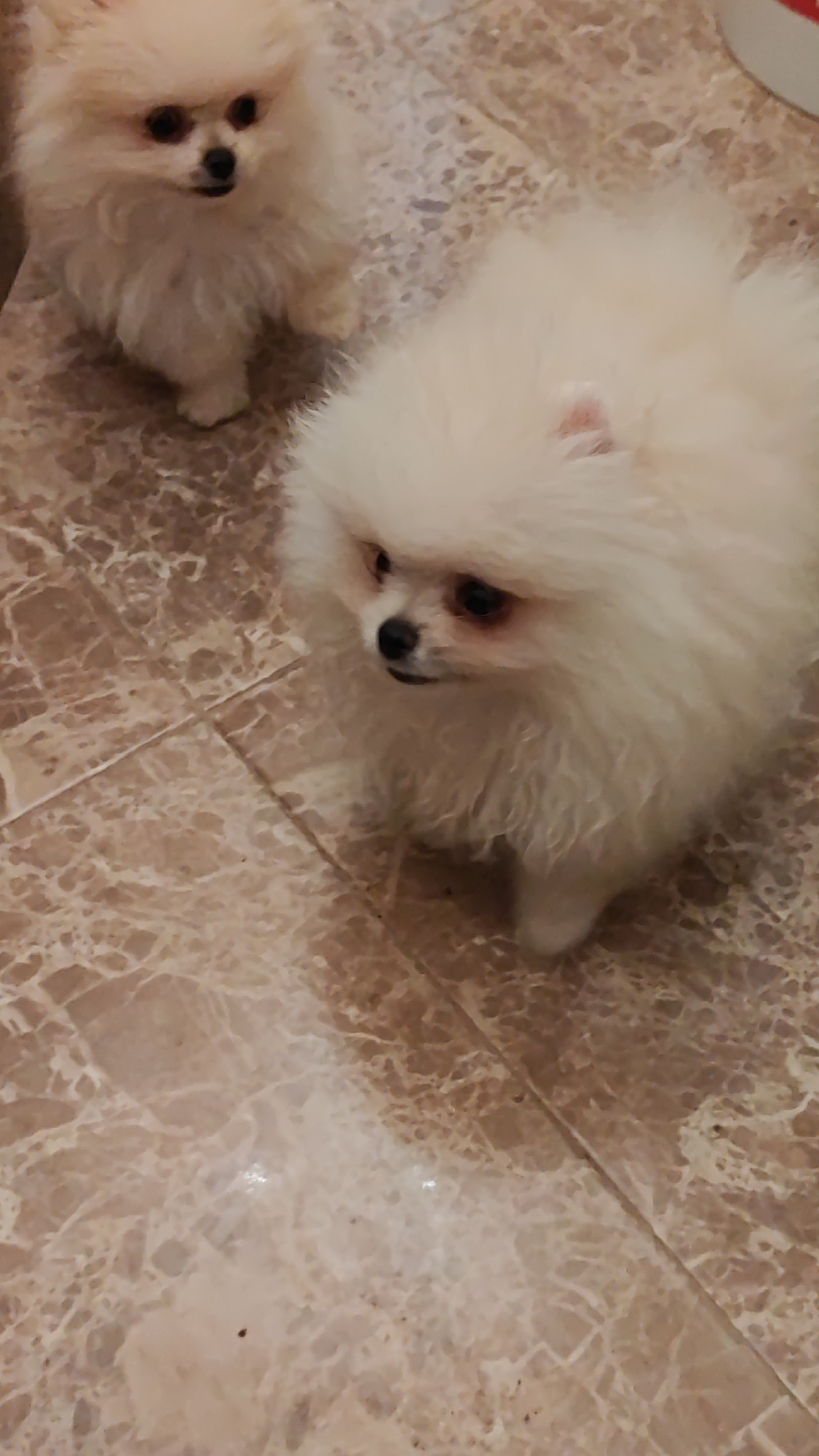 The image shows two Pomeranian puppies on a tiled floor. One puppy is in the foreground on the right, facing left with its head tilted. It has white fur, dark eyes, and a black nose. The other puppy is in the background on the left, also facing left. The floor appears to be marble-patterned tiles. The lighting suggests an indoor setting. There is no information about the location in Sochi, Russia.