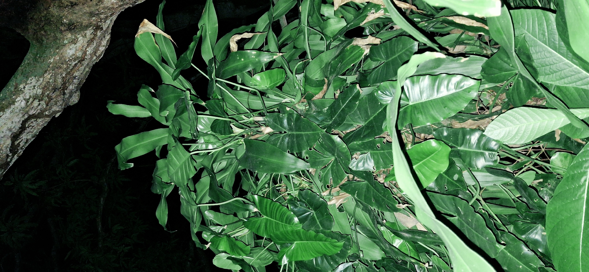 A cluster of large, glossy green leaves from an indeterminate plant dominates the foreground of this nighttime image. Some leaves are broad and heart-shaped, while others are elongated and pointed. The foliage is dense, with some lighter green leaves and a few with brown, dried edges suggesting age or stress. The background is dark and indistinct, suggesting a natural, outdoor setting, possibly a forest or garden. A portion of a rough-barked tree trunk or branch is visible in the upper right corner, partially illuminated. The lighting is dim, typical of a night scene, with artificial light possibly used to capture the image, creating a slightly artificial green hue on the foliage. There are no people or animals present. The location is identified as Vallecito, Venezuela.