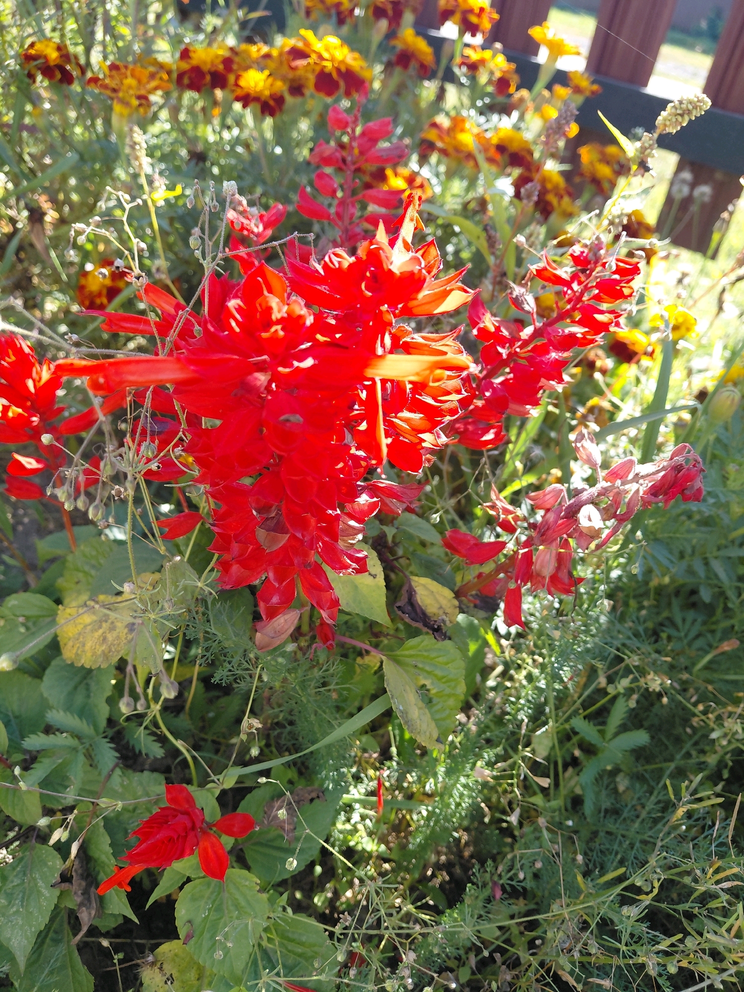 The image captures a close-up view of a vibrant red Salvia splendens flower in bloom. The flower is the central subject, with its numerous bright red, tubular petals arranged in a dense spike. Surrounding the main flower are green leaves and stems, some of which are blurred due to the shallow depth of field, indicating a garden setting. In the background, out-of-focus yellow and orange marigolds are visible, adding to the colorful garden scene. The overall lighting suggests a sunny day. There is no indication of any specific location within Malinovka, Russia, nor are there any people, actions, or interactions depicted. The scene is purely botanical.