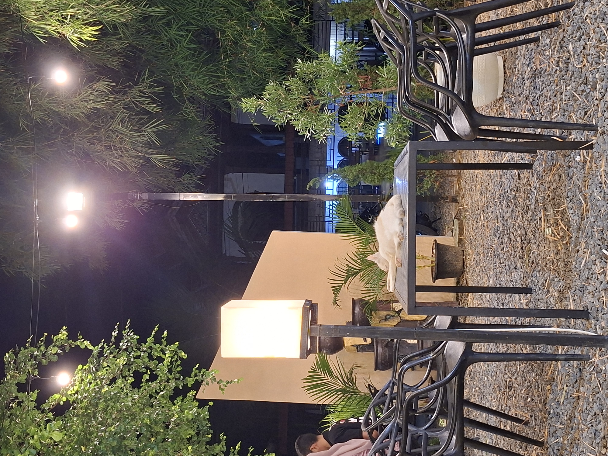 A nighttime outdoor setting in Lhokseumawe, Indonesia, shows a table and chairs on a gravel surface. A white cat rests on the table. An illuminated lamp post is visible near a person sitting in a chair. Surrounding the scene are various plants and trees.