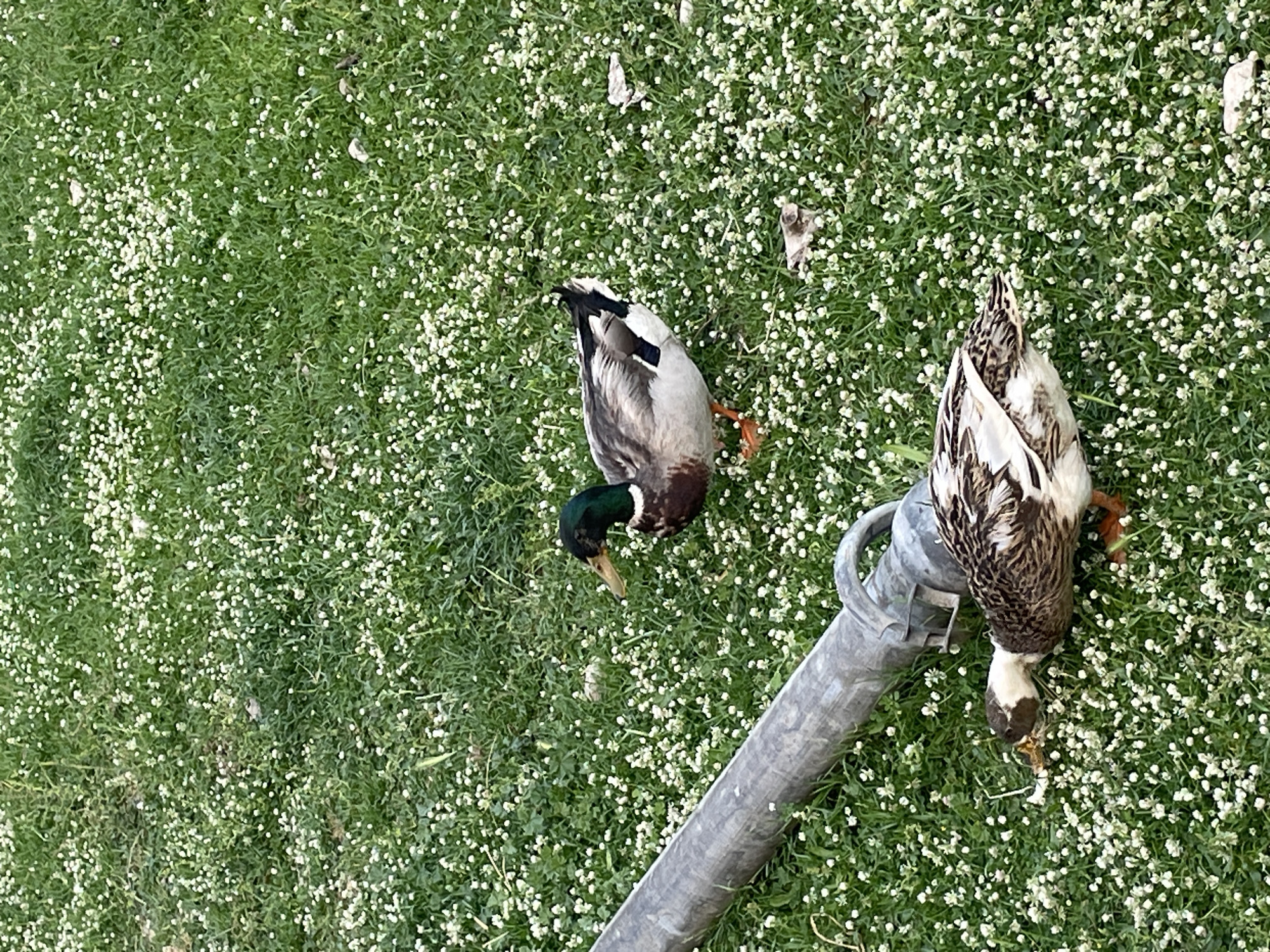 An overhead view captures two ducks on a lush green lawn, densely populated with small white flowers. The natural light suggests a bright daytime setting.
In the upper-middle of the frame, a male duck, likely a mallard, is visible. It exhibits a distinctive iridescent dark green head, a brown chest, and greyish-white body plumage with black tail feathers. Its head is lowered, indicating it is either foraging or pecking at the ground.
Towards the lower-right, a second duck, appearing to be a female, is present. Its plumage is a mottled pattern of brown and white. This duck's head is also down, engaging in a similar activity. A sturdy, grey metal pole with a rounded top runs diagonally across the lower-right portion of the image, partially obscuring the female duck's body. The pole appears to be an outdoor fixture, possibly a fence post or part of a railing.
Scattered sparsely across the grassy ground are a few small, dry brown leaves. The overall scene depicts a tranquil moment of ducks on a flowery lawn, likely in Bar, Montenegro. No visible text is present.