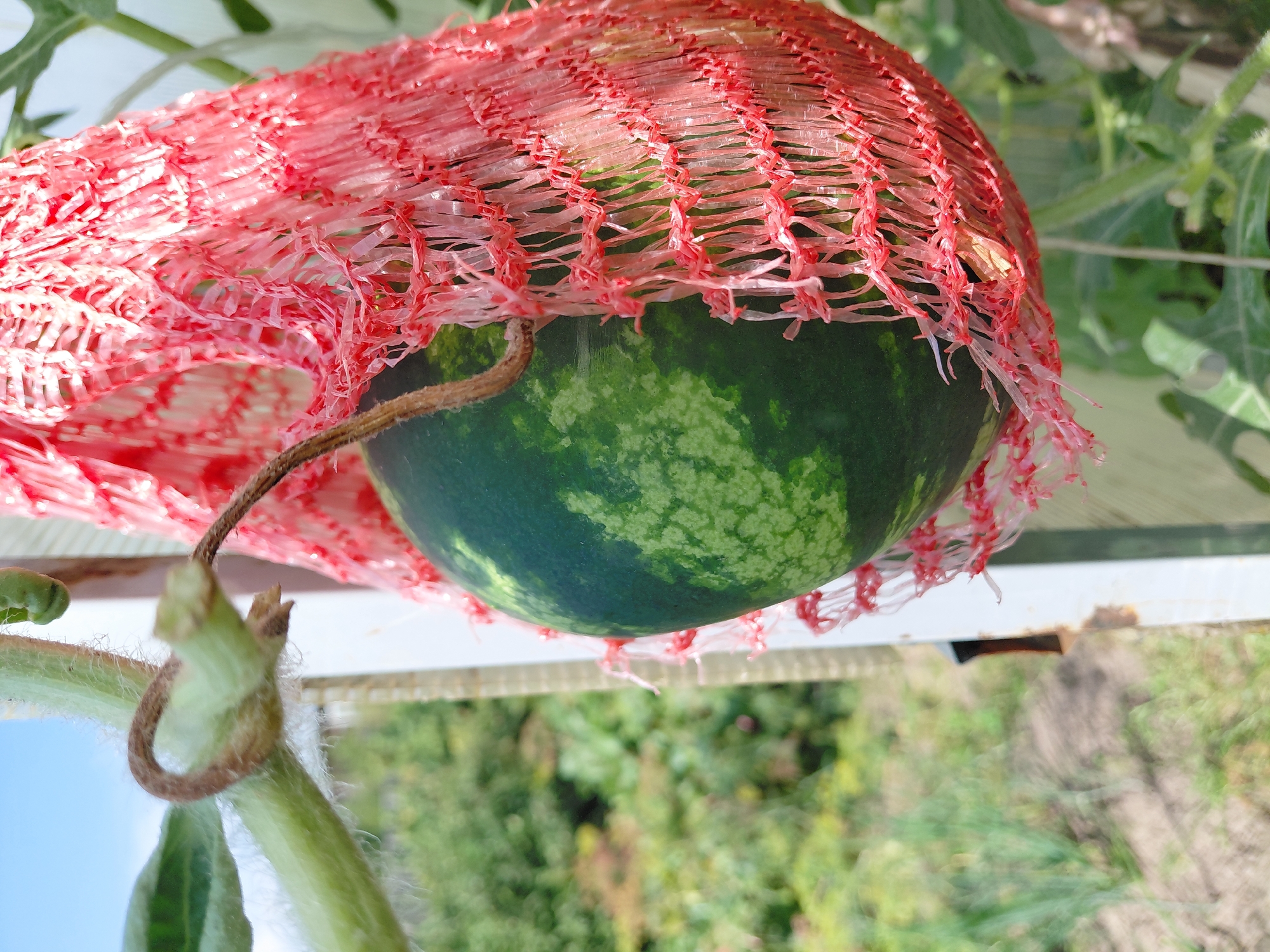 A close-up, eye-level, outdoor shot shows a small, green watermelon enclosed in a red mesh bag, hanging from a vine. The watermelon has light green stripes. The vine is fuzzy and light green. The background is blurred, showing green foliage and a blue sky. The image is taken in Malinovka, Russia.