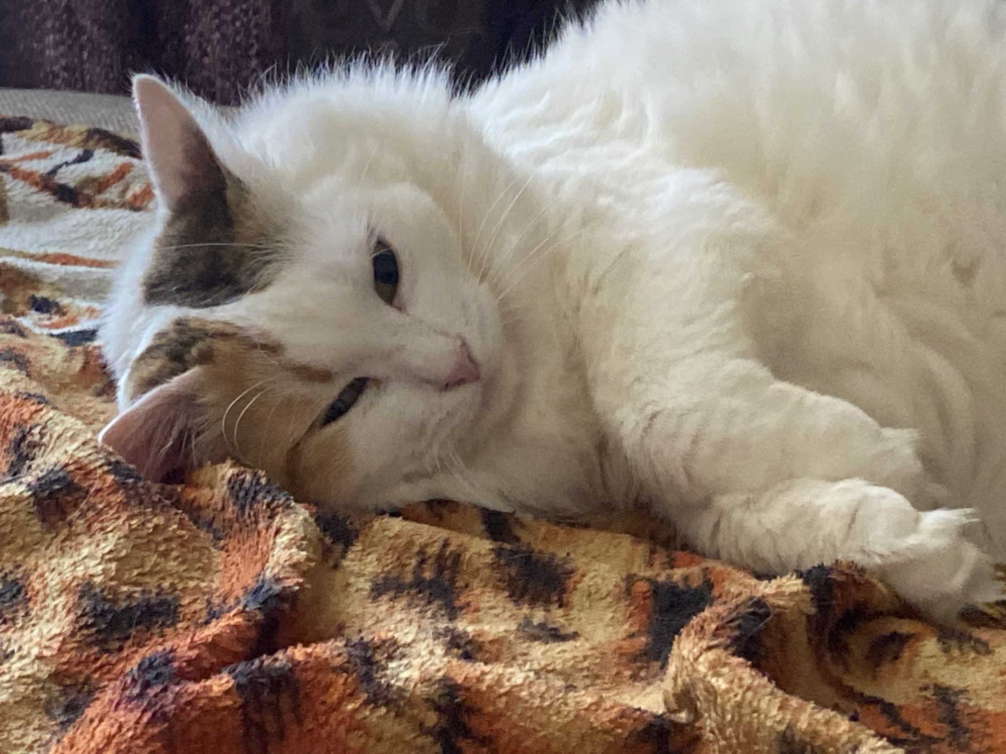 A white, fluffy cat with patches of brown and tan fur lies on a brown and orange patterned blanket. The cat is resting its head on the blanket and has its eyes partially closed. The scene appears to be indoors. There is no information to suggest it is in Chaikovsky, Russia.