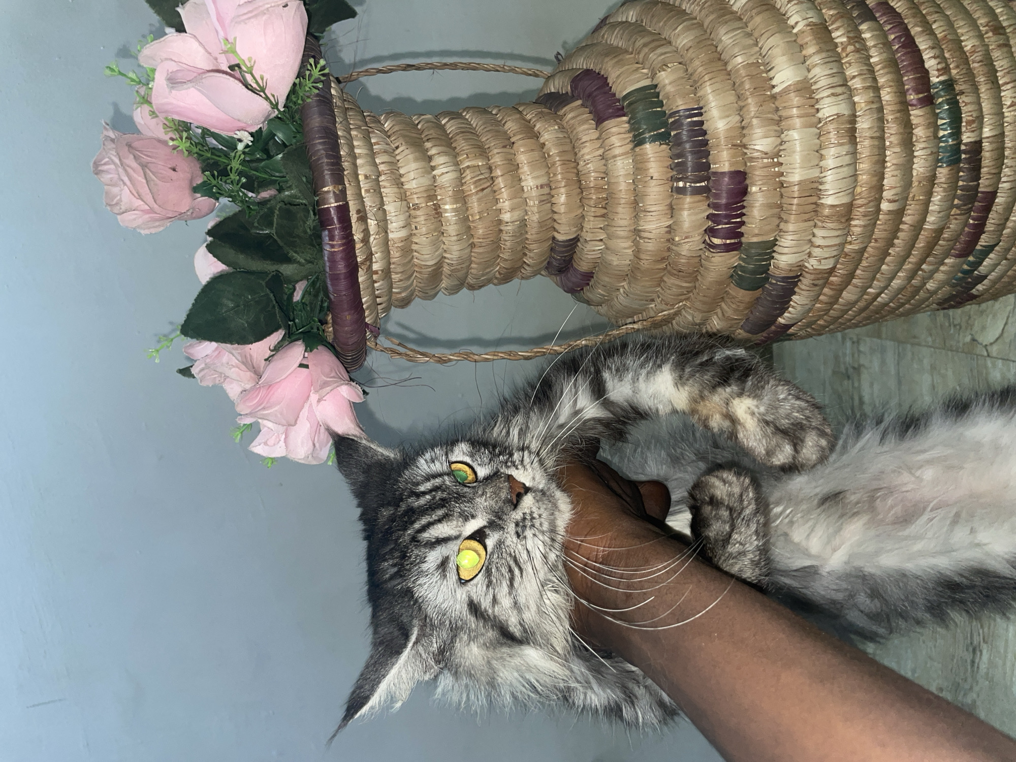 A close-up, tilted, indoor shot shows a human hand holding a gray and white tabby cat upside down next to a vase of pink flowers and a wicker container. The cat has green-yellow eyes and long white whiskers. The human hand is dark-skinned. The wicker container has horizontal bands of purple, brown, and beige. The background is a light blue wall and a light wood floor. The location in the city of Ado, Nigeria, cannot be verified as it's based on the user's prompt.