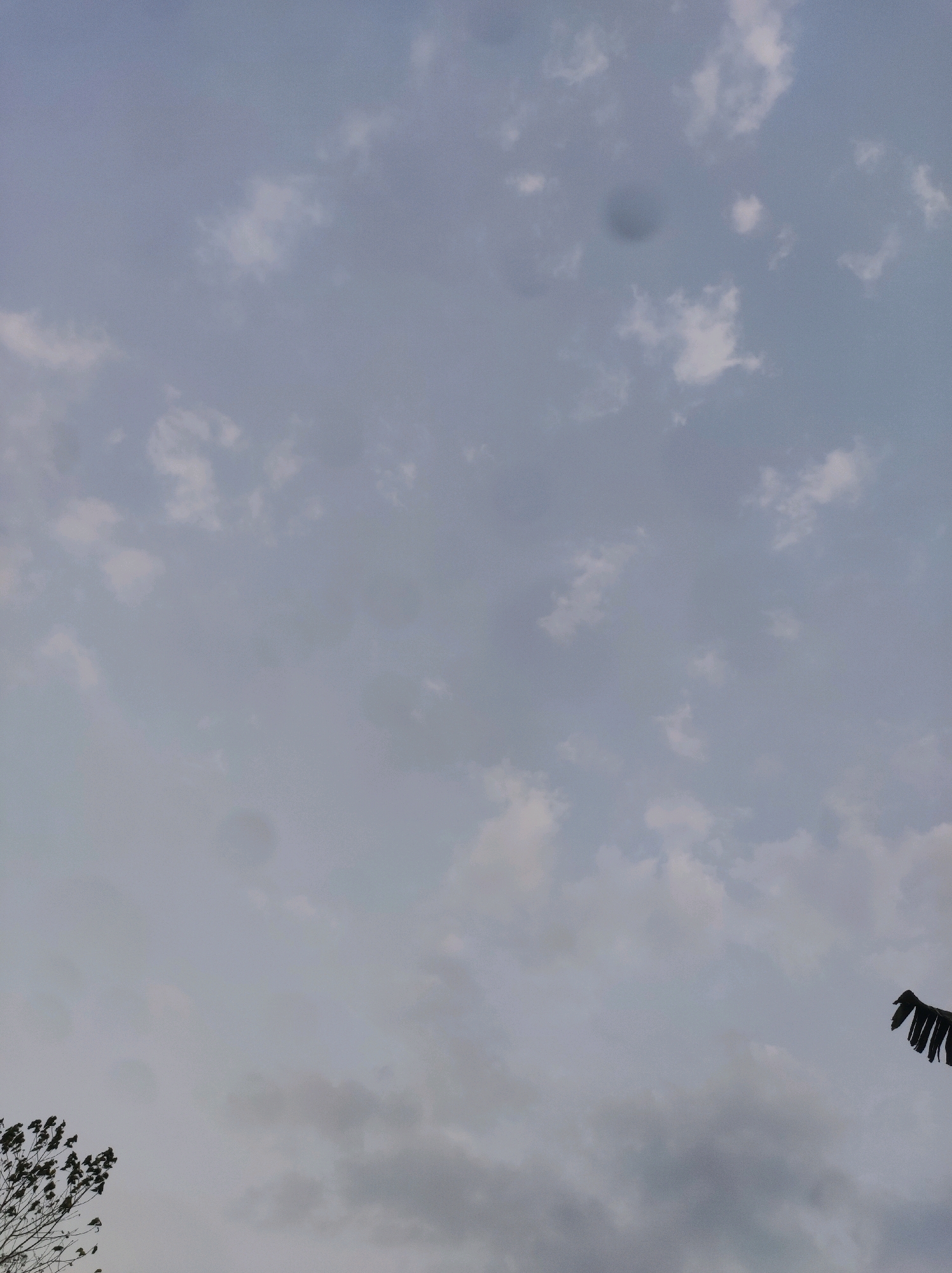 The image shows a cloudy sky with some branches of trees visible in the lower left corner and a bird's wing in the lower right corner. The lighting suggests it is either dawn or dusk. The scene is likely outdoors, in Mojopuro, Indonesia, given the context provided. There are no people or discernible human activity depicted. The sky is overcast with scattered clouds of varying density.