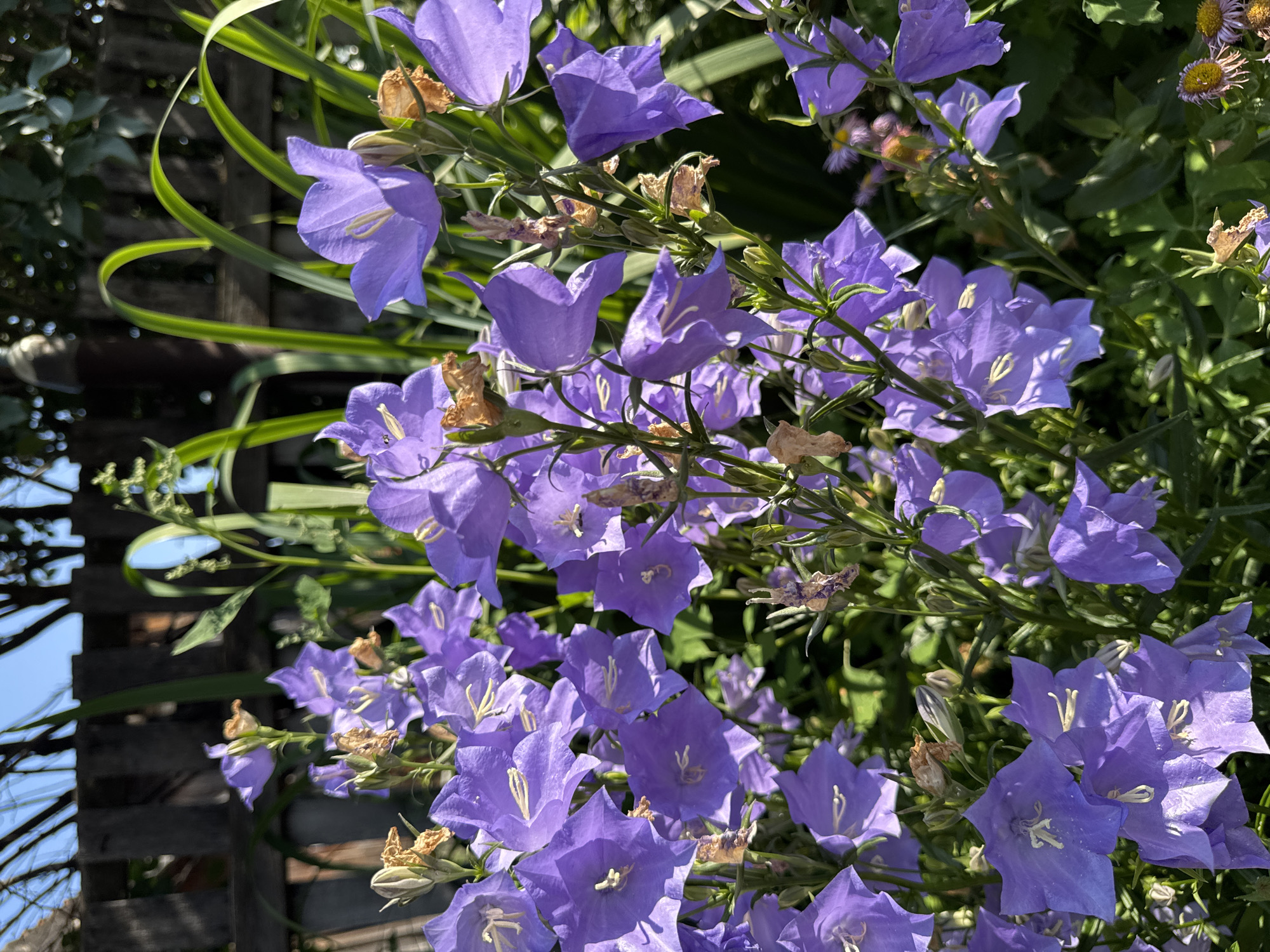 In the city of Urazovo, Russia, a cluster of vibrant purple bellflowers, likely Campanula, are in full bloom. The flowers, with their characteristic bell shapes, are clustered on green stems, some showing signs of wilting and browning. In the background, a weathered wooden fence stands partially obscured by tall green grass and other foliage. The scene is illuminated by natural sunlight, casting soft shadows on the petals and leaves. The overall impression is one of a lush, sun-drenched garden.