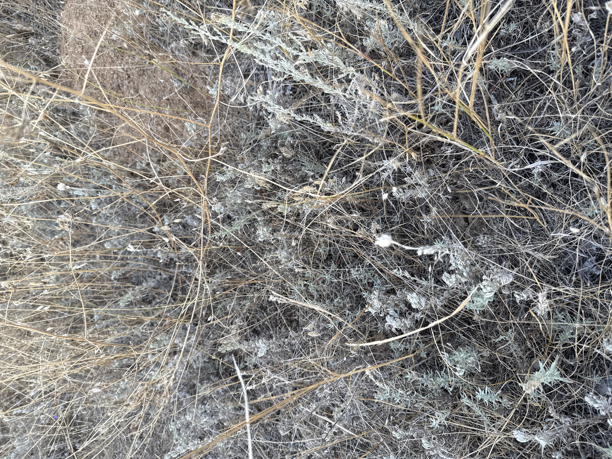 The image is a close-up, top-down view of dry, tangled vegetation. The flora consists primarily of thin, straw-colored dried grass and stalks interwoven with small, grayish-green leafy plants. Some of these leafy plants appear frosted or covered in a fine white powder. There are also occasional hints of darker soil or dried leaf litter peeking through the dense plant cover. A few small, delicate white seed heads are visible, along with a very small, barely discernible purple speck which could be a tiny flower or other debris. The overall impression is one of arid, desiccated plant life. There are no discernible people, animals, or man-made objects within the frame, suggesting a natural, undeveloped outdoor environment. The scene is consistent with dry grassland or scrubland. Without further context, it is impossible to determine the specific location within Orlovka, Russia, beyond it being an outdoor, vegetated area.
