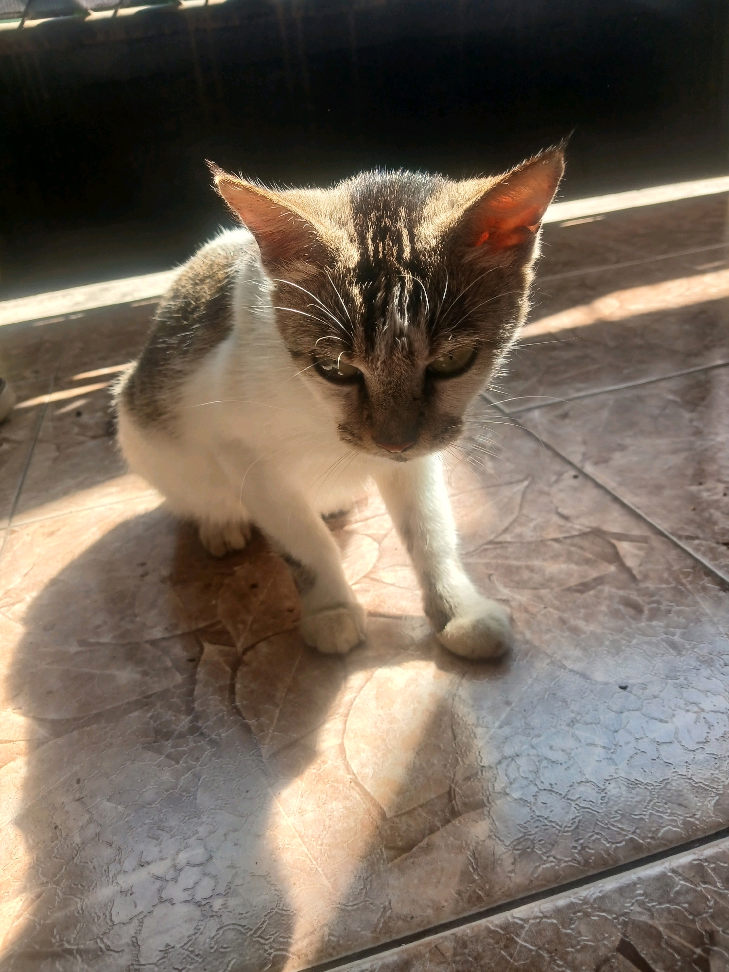 A tabby and white cat is sitting on a tiled floor in Banyuwangi, Indonesia. The cat is looking down and to the right. Sunlight is streaming in from the left, casting a shadow of the cat on the floor. The background is dark and out of focus.