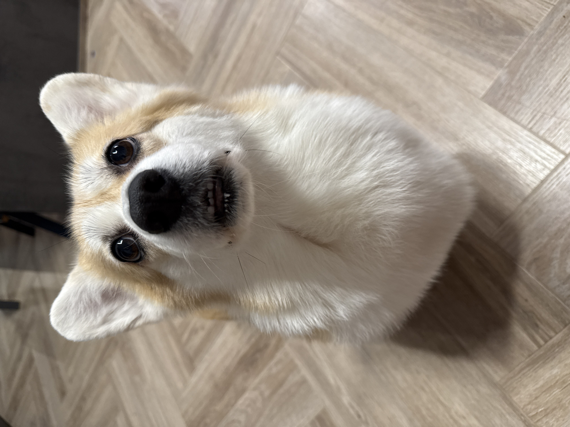 A Corgi dog is prominently featured in a close-up, high-angle shot, appearing rotated on its side. The dog has fluffy white fur with light tan or cream-colored markings on its face and ears. Its dark brown eyes are wide and directly focused on the camera, reflecting light and conveying an attentive, curious, or happy expression. A prominent black nose and a slightly open mouth, revealing small teeth, are visible. A few whiskers extend from its snout. The background consists of a light-colored wooden floor laid in a herringbone pattern, indicating an indoor setting. The lighting suggests an interior environment. No specific time of day or weather is discernible. There is no visible text in the image. The scene is set in Krasnoyarsk, Russia.