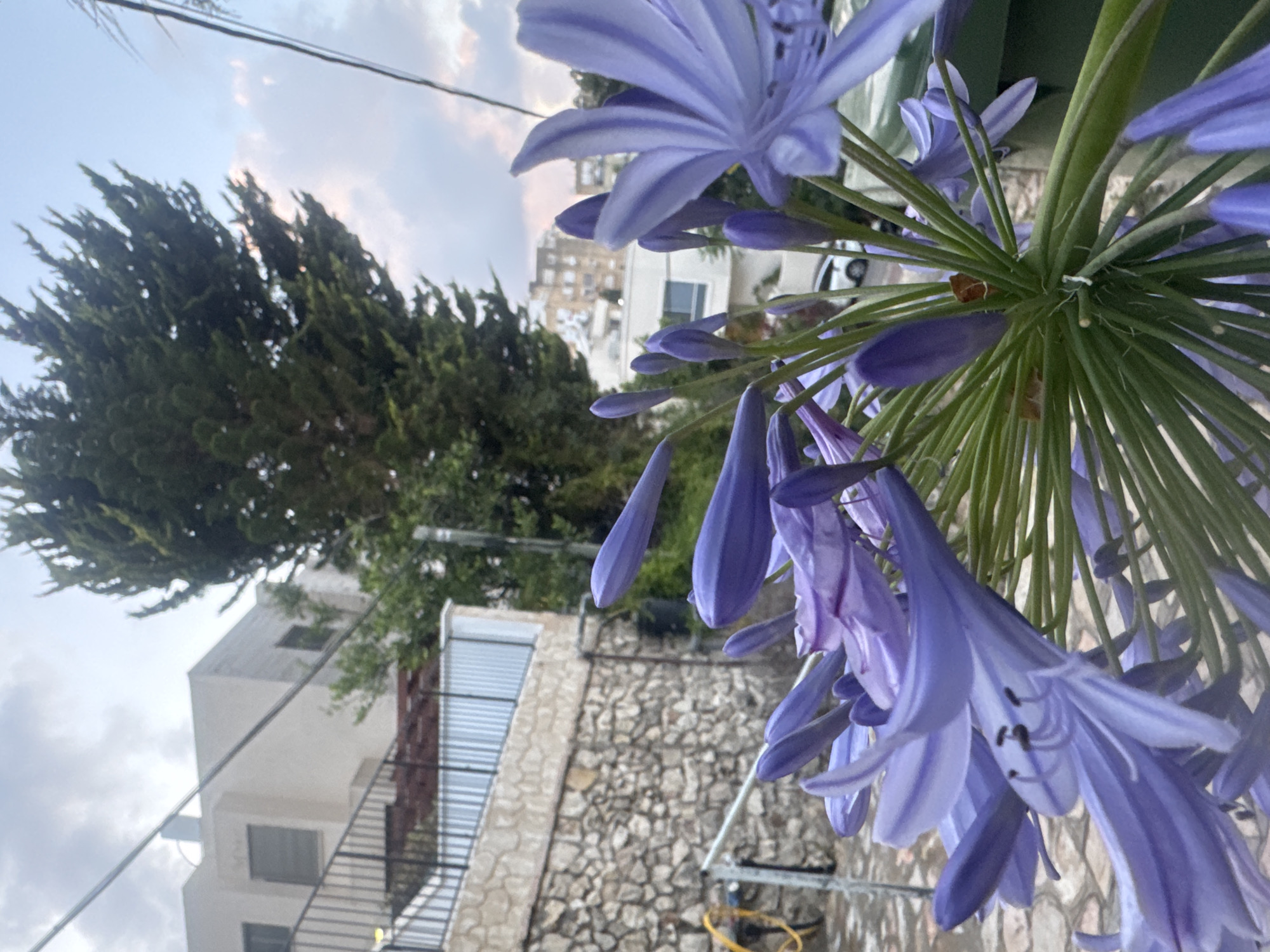 The image depicts a cluster of blue agapanthus flowers in Ramat Gan, Israel. The flowers are the focal point, with their light purple-blue petals prominently displayed. In the background, a residential area is visible, including a stone wall, buildings, a tree, and a cloudy sky.