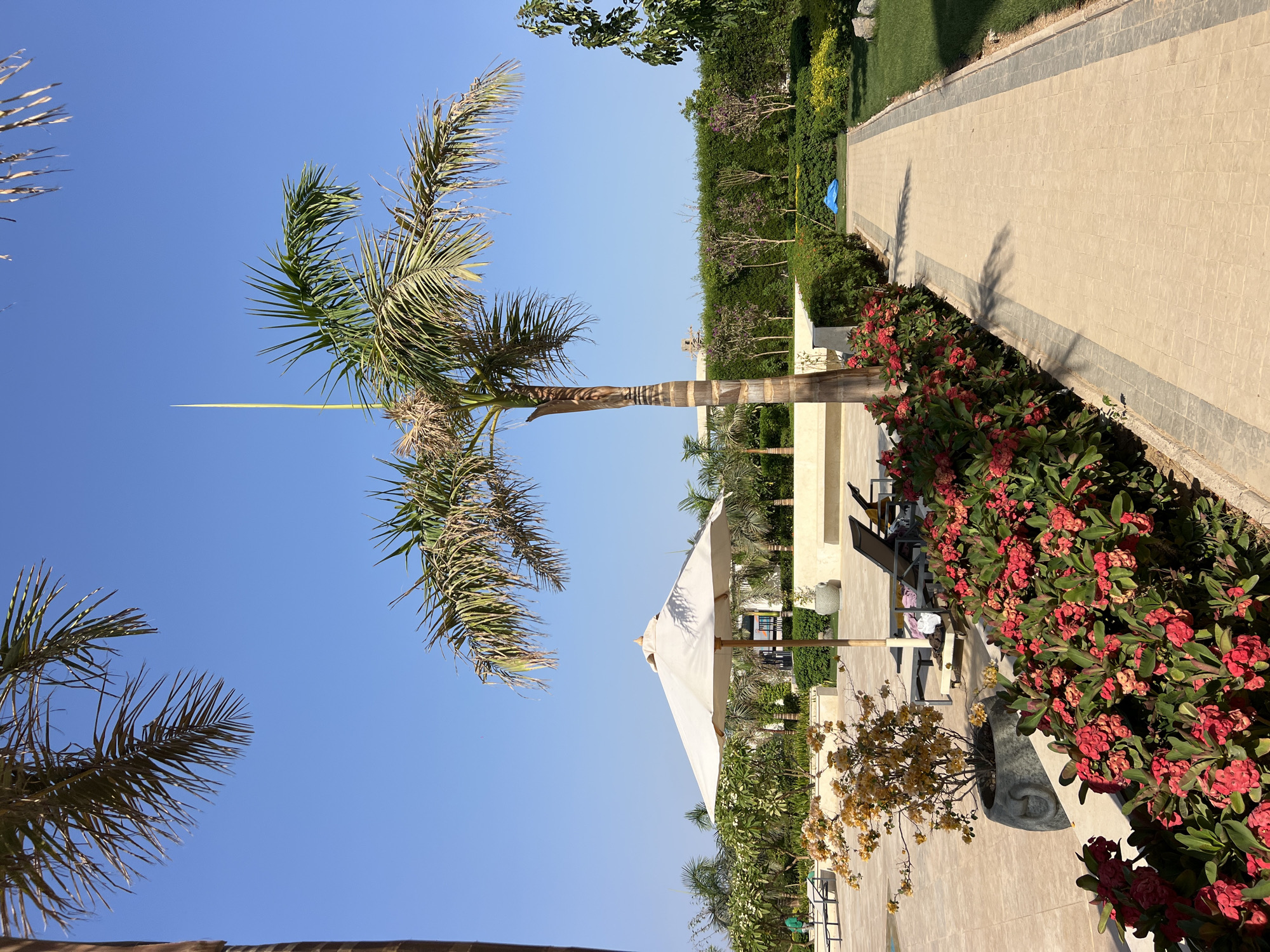 A paved walkway curves through a sunny outdoor area, bordered by vibrant red flowers and lush green bushes. To the left, a large umbrella shades lounge chairs on a tiled patio, with a potted plant featuring yellow blooms nearby. Palm trees are scattered throughout the scene, with their fronds reaching towards a clear blue sky. In the background, well-maintained greenery and trees line the perimeter of the property. A blue tarp is visible on a grassy area in the distance. The setting appears to be a resort or hotel in Egypt.