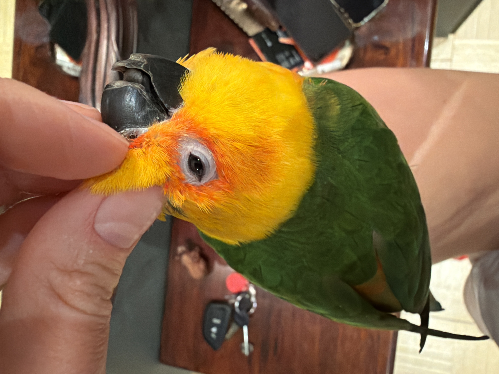 A close-up, high-angle shot shows a Sun Conure parrot perched on a person's hand. The parrot has a black beak, a yellow head, and green body feathers. The person's thumb is extended towards the parrot's beak. The background includes a dark wooden surface with various items, including keys. The image location is not identifiable based solely on visual elements.
