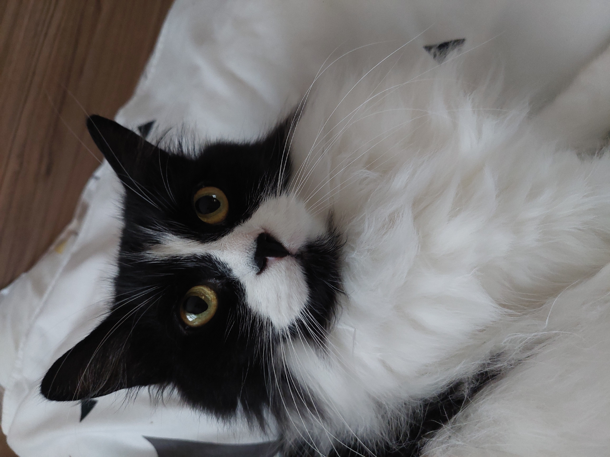 A close-up shot shows a black and white cat lying on a white blanket with black star-like shapes. The cat has yellow eyes and a black nose with a white patch above it. The cat is looking directly at the camera with a slightly tilted head. The background is blurred and appears to be a wooden surface. The location is not discernible from the image and there is no indication that this photo was taken in Plovdiv, Bulgaria.