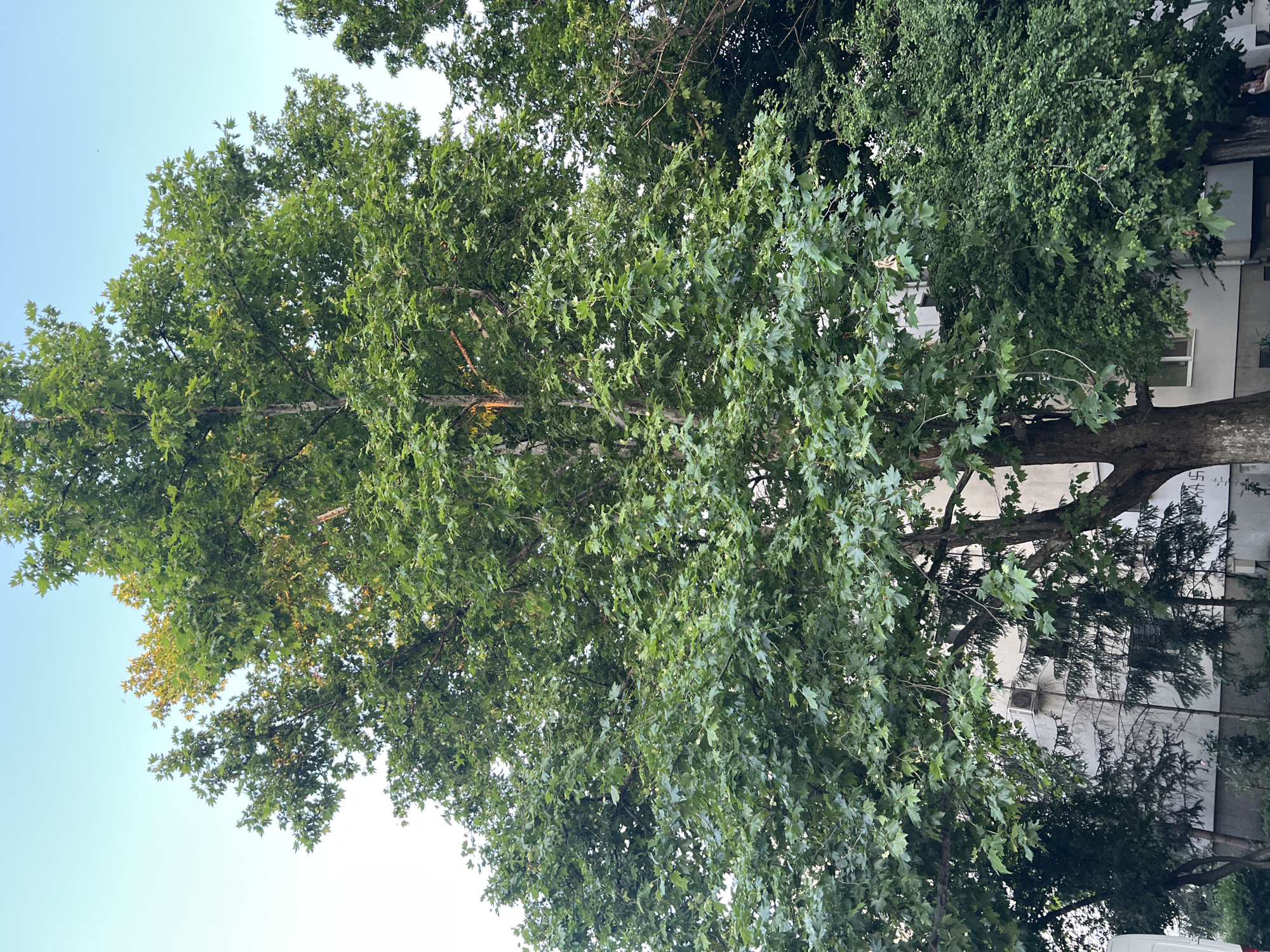 The image captures a tree with lush green leaves, possibly a London Plane tree, dominating the view. The sky is visible in the upper left corner, suggesting it is daytime. Buildings are partially obscured behind the tree on the right side, hinting at an urban setting. The image appears to be taken in Plovdiv, Bulgaria, as the architecture seems to align with the characteristics of this city. The scene depicts a calm and natural atmosphere within an urban environment, with no visible people or actions taking place.