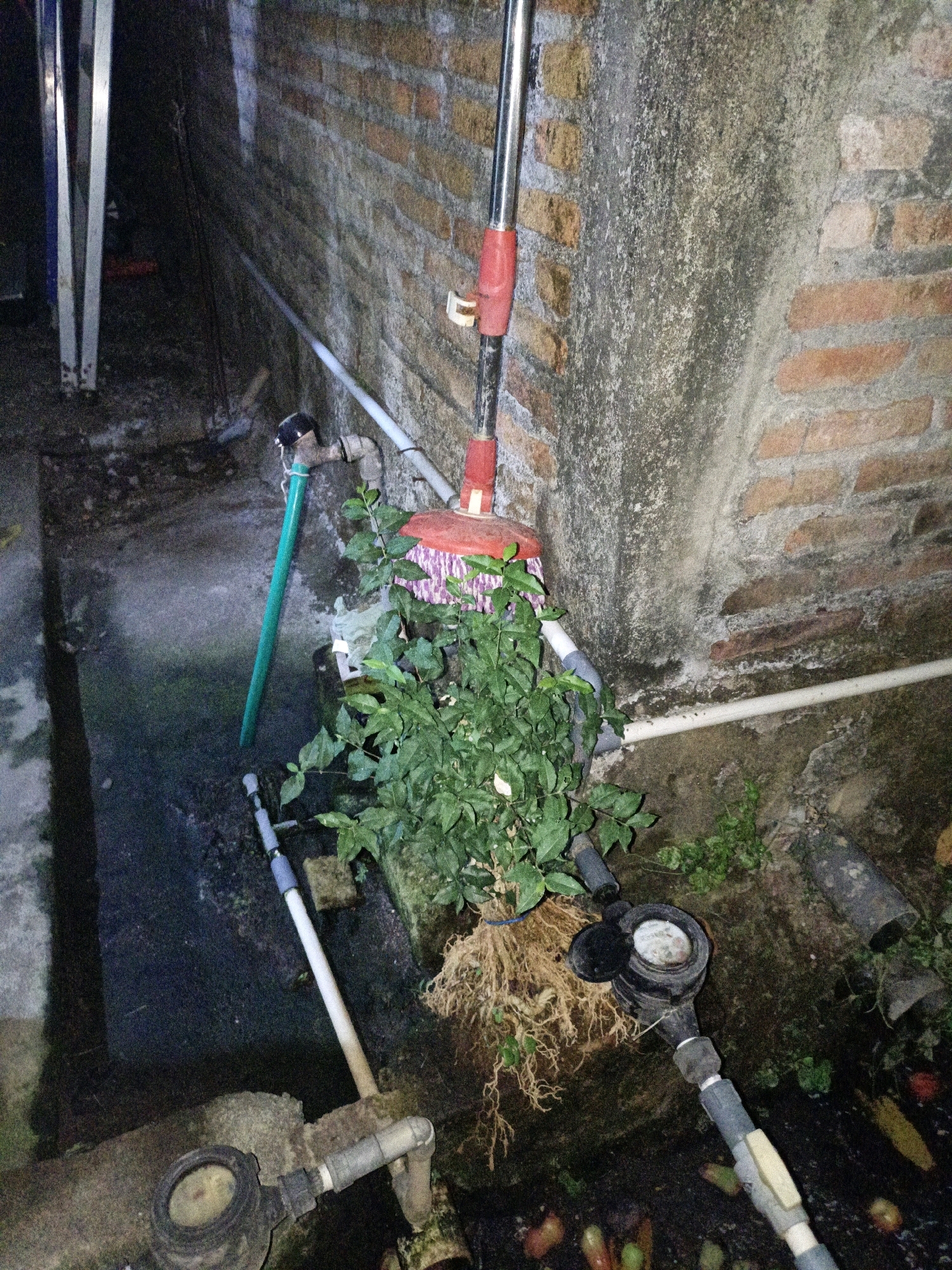 The image depicts an outdoor scene, likely a narrow alleyway or backyard, with a brick wall and a concrete floor. A broom with a red handle and bristles is leaning against the wall. To the left, there are metal steps or a ladder. A green hose is connected to a faucet and hangs down. A lush green plant with exposed roots is growing near the base of the wall. In the foreground, there are pipes and a water meter. The ground is damp and appears to be covered in dirt and debris, with some fallen leaves and fruit visible. The lighting is dim, suggesting it might be evening or a shaded area. The overall environment suggests a functional, possibly utilitarian, outdoor space. The location in Cikal, Indonesia, indicates a tropical or subtropical climate, which is consistent with the presence of lush vegetation.