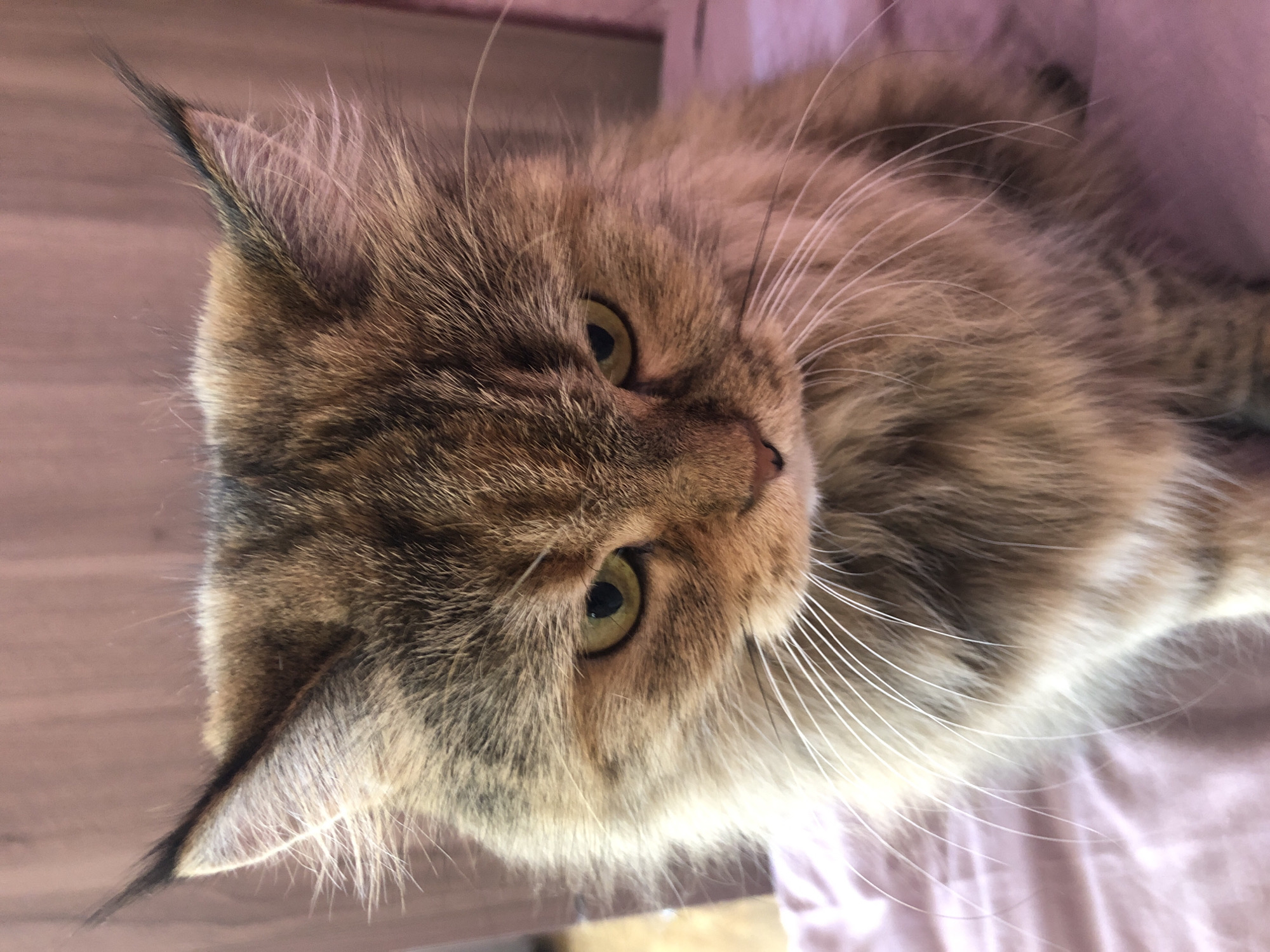 A close-up, eye-level, head-and-shoulders shot shows a fluffy, long-haired tabby cat with green eyes and a stern expression. The cat has brown, black, and tan fur, with prominent white whiskers and tufts of fur around its ears and chest. The background consists of a blurred, reddish-brown vertical surface, possibly a wall or furniture, with a lighter colored area to the left. The cat is positioned on a surface covered with a pinkish-purple fabric that appears to be wrinkled. The lighting is soft and warm, casting a slight shadow. There are no people or other animals in the frame. The scene is indoors, with no specific location in a city identified.