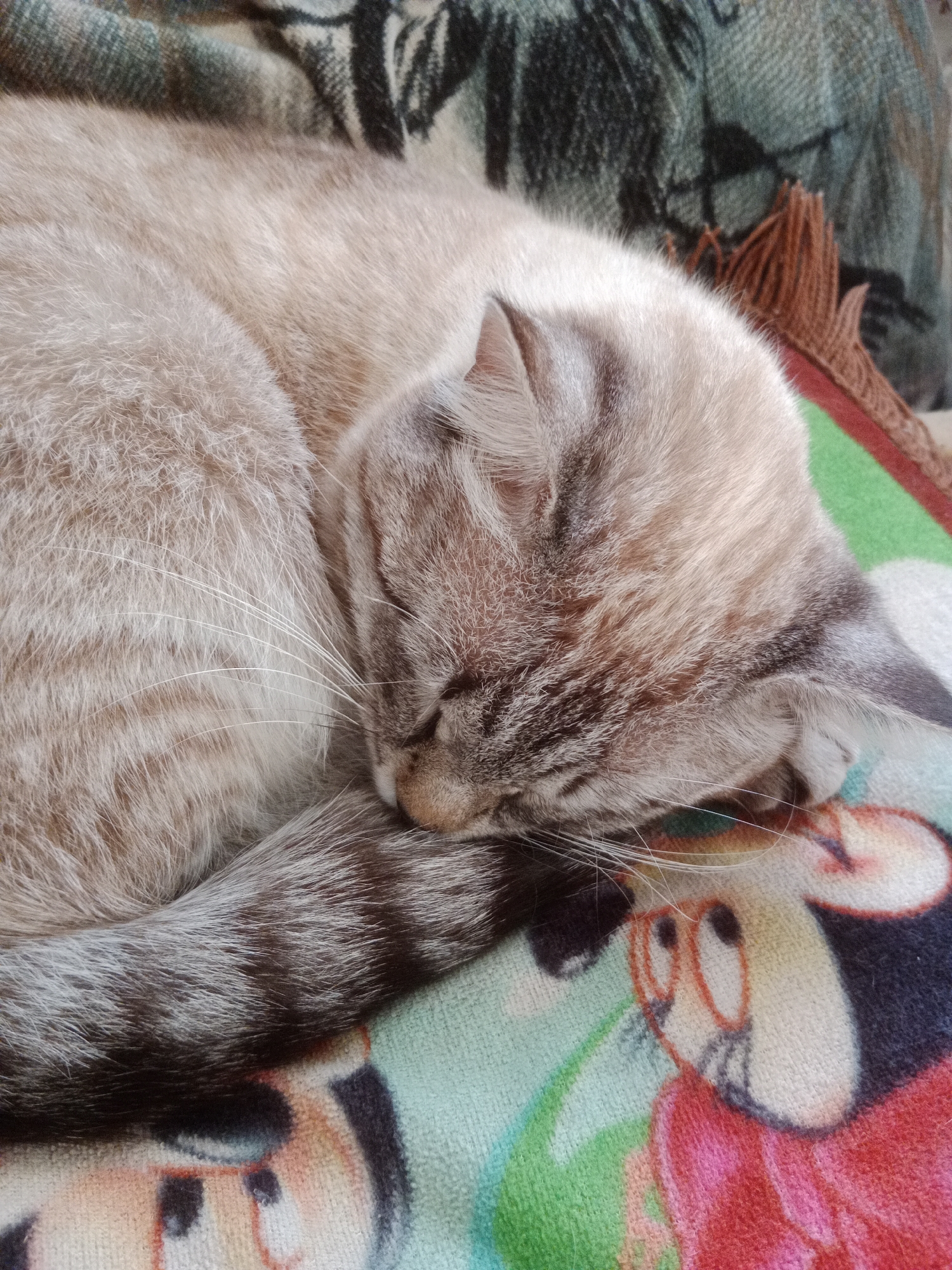 A domestic cat with light brown and grey fur is sleeping curled up on a blanket with a cartoon character print. The cat's eyes are closed, and its head is resting on its body. The blanket is colorful, with green, red, and white sections, and features images of Mickey Mouse. The background shows a textured, possibly woven, surface, which could be a couch or a chair. The scene appears to be indoors, in a domestic setting, in Макаров ауылдық округі, Kazakhstan.