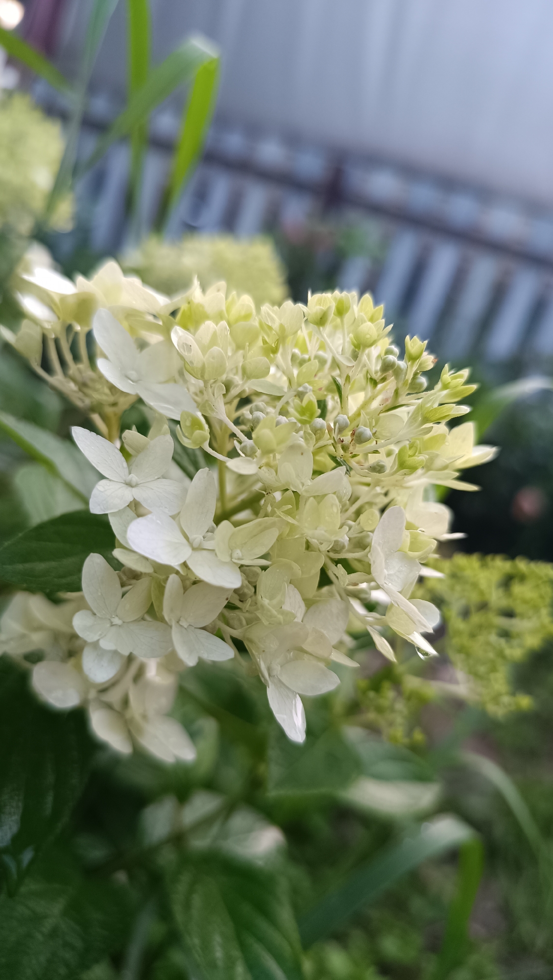 A close-up, slightly blurred outdoor shot features a cluster of white hydrangeas. The flowers are small and delicate, with some buds still visible. Green leaves form the background, with hints of a fence and vegetation also present. The lighting suggests it is either early morning or late afternoon. The location in the city of Karsha, Russia is not depicted in the image. There are no people or actions visible.