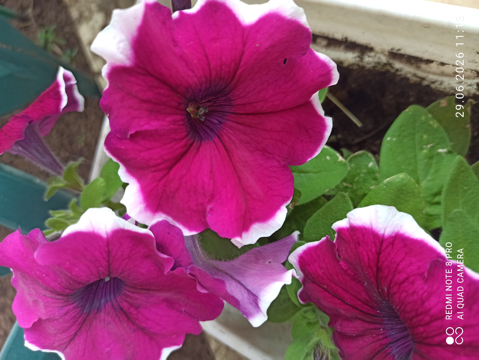 A close-up, eye-level shot focuses on three magenta petunias with white edges, lush green leaves, and a white planter. The petunias are in bloom, with their petals unfurling to reveal dark centers. The foreground and middle ground are dominated by the vibrant flowers, while the background shows a blurry dark green object and soil. The image is sharp and well-lit, with the flowers in clear focus. A timestamp in the bottom right corner reads "29.06.2026 11:13." There are no people visible in the image. The image was taken in Sovetskiy, Russia.