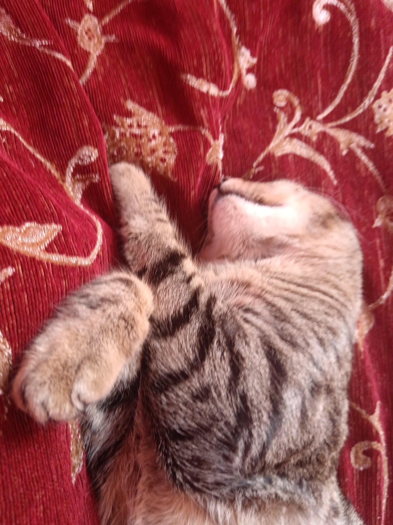 A tabby cat is sleeping on a red, textured surface with a decorative pattern. The cat is curled on its side, with its paws extended and its head tucked in. The fur of the cat is a mix of gray, brown, and black stripes. The red surface appears to be fabric, possibly a sofa or chair, with a light-colored floral or paisley design embroidered on it. The image is taken from a slightly elevated angle, looking down at the sleeping animal. The lighting suggests an indoor environment. The location of Sorochinsk, Russia, is not determinable from the image itself.