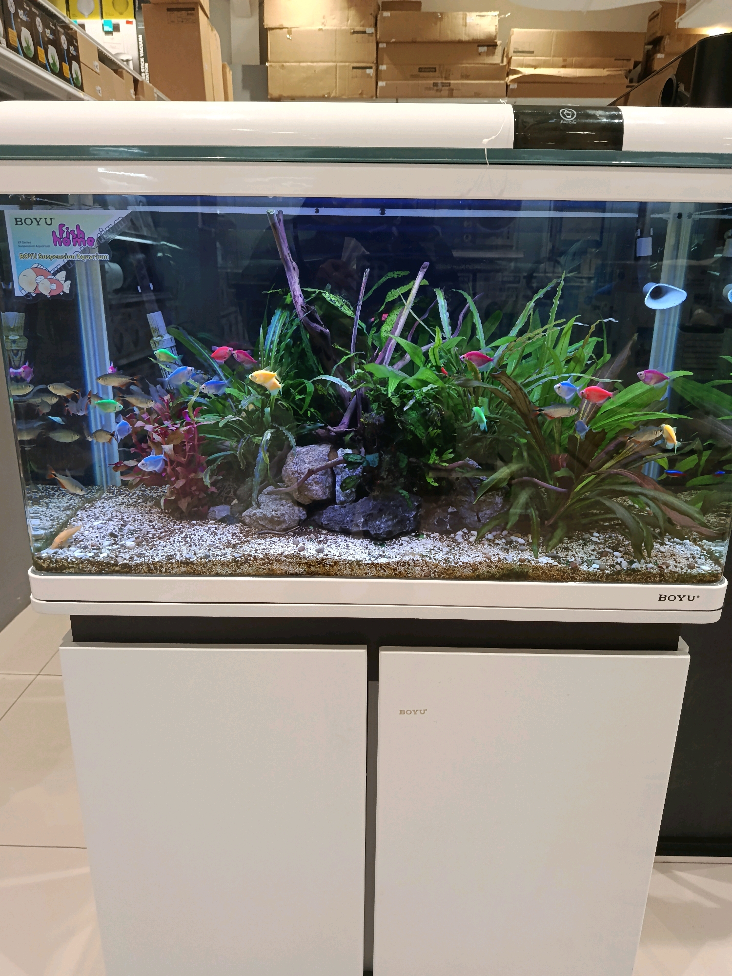 The image shows a well-lit aquarium with various small, colorful fish swimming in it. The aquarium is filled with water, gravel on the bottom, and several live plants. The background of the aquarium appears to be dark, with some rocks and driftwood for decoration. The aquarium is placed on a white cabinet with two doors. On the top front of the aquarium, there is a sticker with the text "BOYU" and "fish home". On the front of the right cabinet door, the "BOYU" logo is visible. The overall scene suggests an indoor environment, likely a store or a home, showcasing the aquarium. There is no clear indication of the city of Kudus, Indonesia, in the image itself.