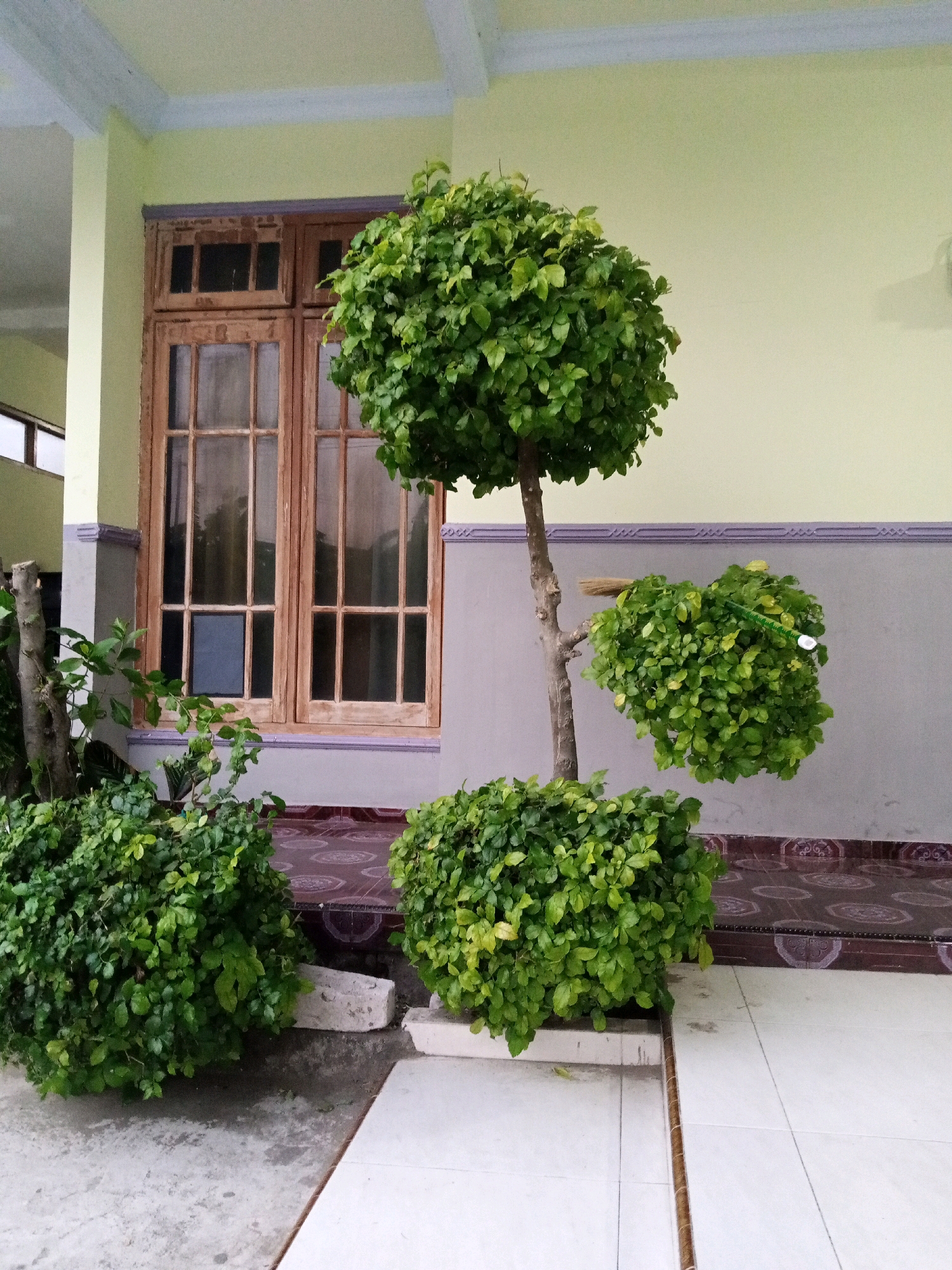 In the city of Malangsari, Indonesia, this image captures a serene outdoor scene, likely a patio or garden area in front of a building. The foreground is dominated by lush, green foliage. Two large bushes of dense, small-leaved greenery are positioned on the left and right sides of the frame. To the right, a meticulously sculpted topiary tree stands tall, its rounded canopy and a smaller, rounded branch on the right creating a whimsical silhouette.
Behind the plants, a rustic, wooden-framed window with multiple panes adds a touch of vintage charm. The building's exterior features a pale yellow wall with a decorative purple and grey trim running horizontally. The ground is paved with light-colored tiles, with a section of darker, patterned tiles visible beneath the window. A rough, grey concrete block is placed near the base of the bushes on the left, suggesting a functional purpose, perhaps as a step or planter support. A single, bare tree trunk with a few leaves is visible on the far left, adding to the natural elements of the scene. The lighting suggests it is daytime, with soft light illuminating the area.