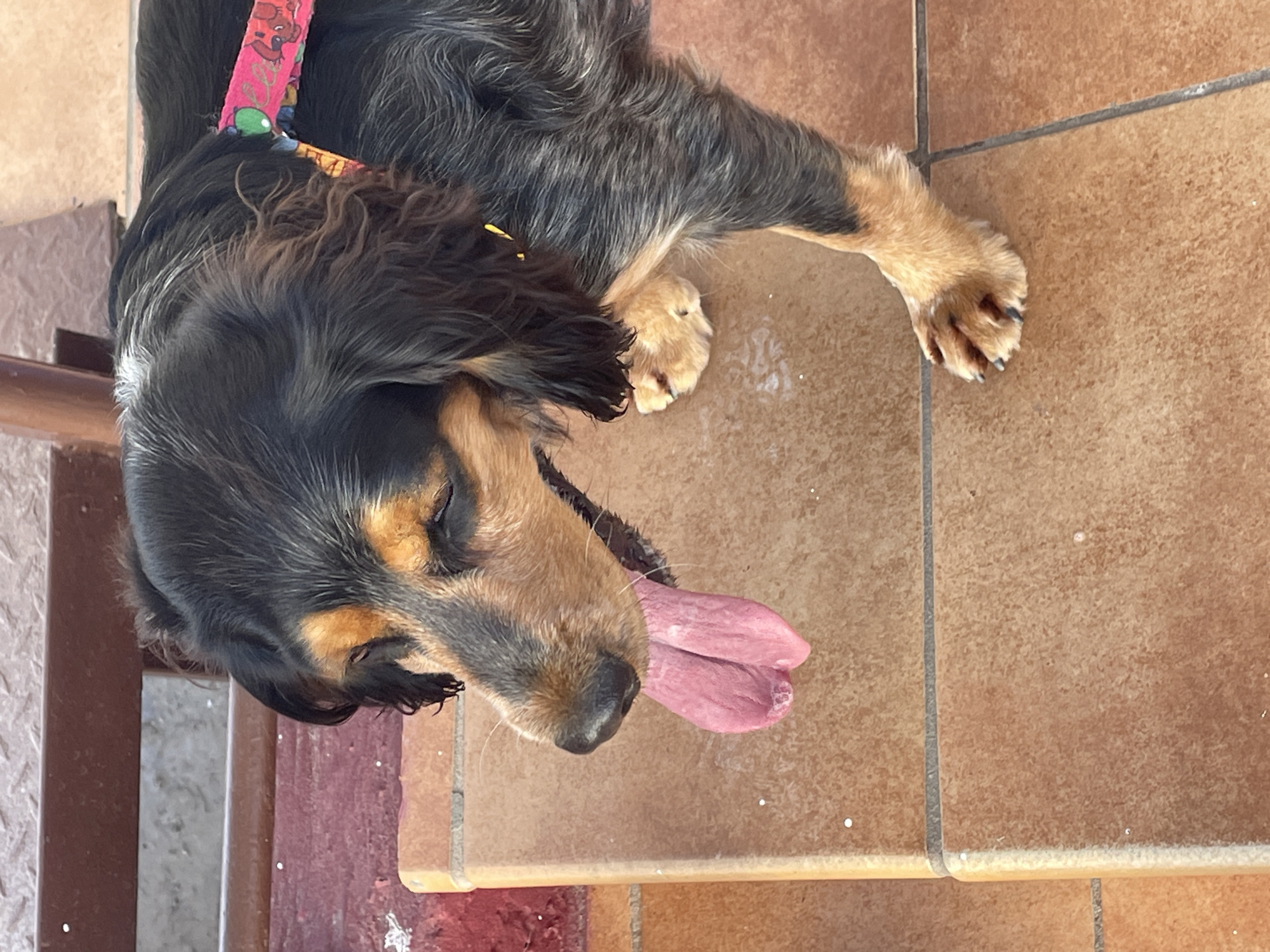 A medium shot captures a black and tan dog with its pink tongue hanging out, panting. The dog is standing on a tiled floor, with what appears to be a wooden bench or table in the background. A colorful collar is visible around the dog's neck. The lighting suggests an outdoor setting during the day. The image does not provide any specific details to determine its location within the city of Rostov-on-Don, Russia.