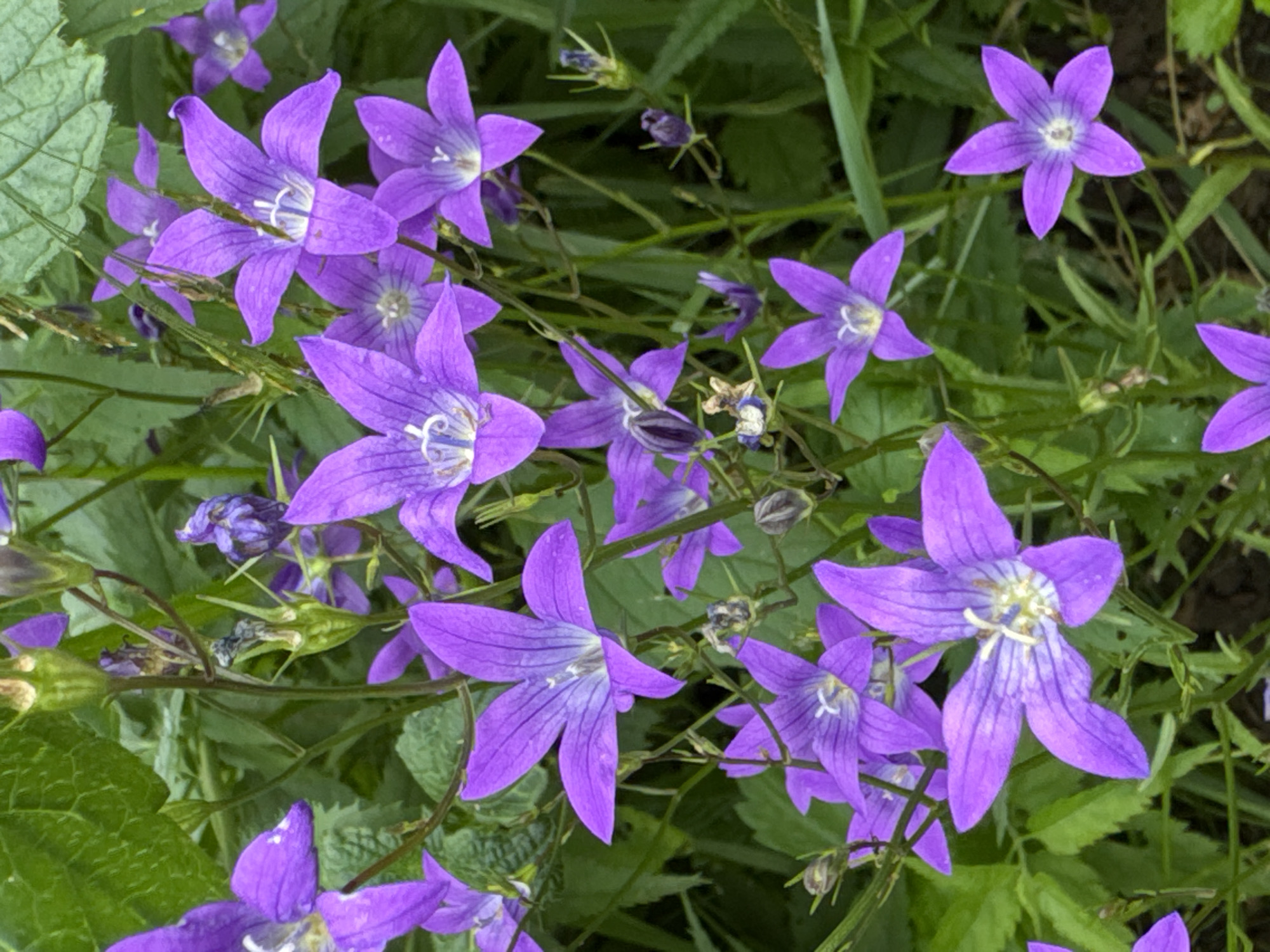 This is a close-up, eye-level photograph of a cluster of purple bellflowers blooming in a natural setting. The flowers are the primary subjects, with their vibrant purple petals and delicate white centers clearly visible. Some of the flowers are fully open, displaying their star-like shape, while others are still in bud. The background consists of green foliage, with some leaves appearing slightly out of focus, creating a soft depth of field. The lighting suggests it is daytime, possibly overcast, as there are no harsh shadows. The scene appears to be located outdoors in a garden or wild grassy area. There are no people, structures, or signs of human activity other than the presence of cultivated flowers. The location in Steklyannyi, Russia, is not discernible from the visual information in the image itself.