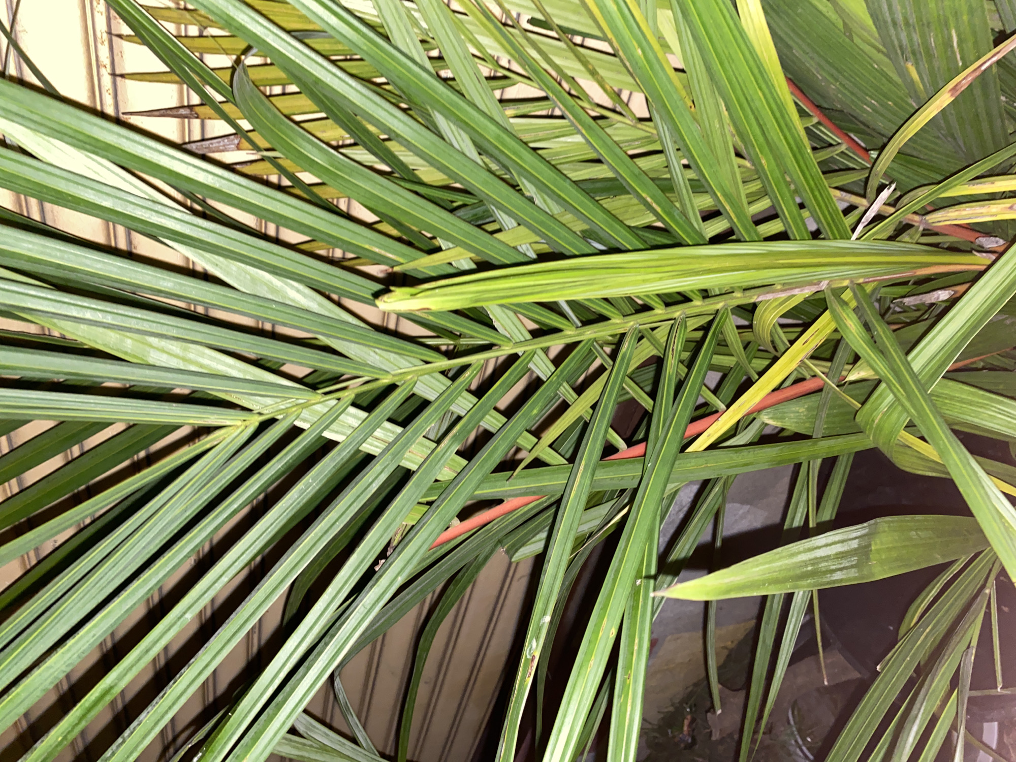 This image depicts a vibrant green plant, likely a palm or similar tropical species, situated in the city of Davao City, Philippines. The plant is characterized by numerous long, slender, parallel-veined leaves, predominantly verdant green with some areas exhibiting yellowish-green coloration. Several reddish-orange stems or petioles are visible amidst the foliage, particularly in the central and right portions. A prominent, unfurled new leaf, a lighter shade of green, stands upright in the lower-middle foreground. The plant appears to be contained within a dark pot or planter, partially visible at the bottom left. The background consists of a light brown or beige corrugated surface, possibly a wall or shutter, onto which distinct shadows of the leaves are cast. The lighting suggests an artificial source, creating clear contrasts. No individuals or specific actions are present in the scene.