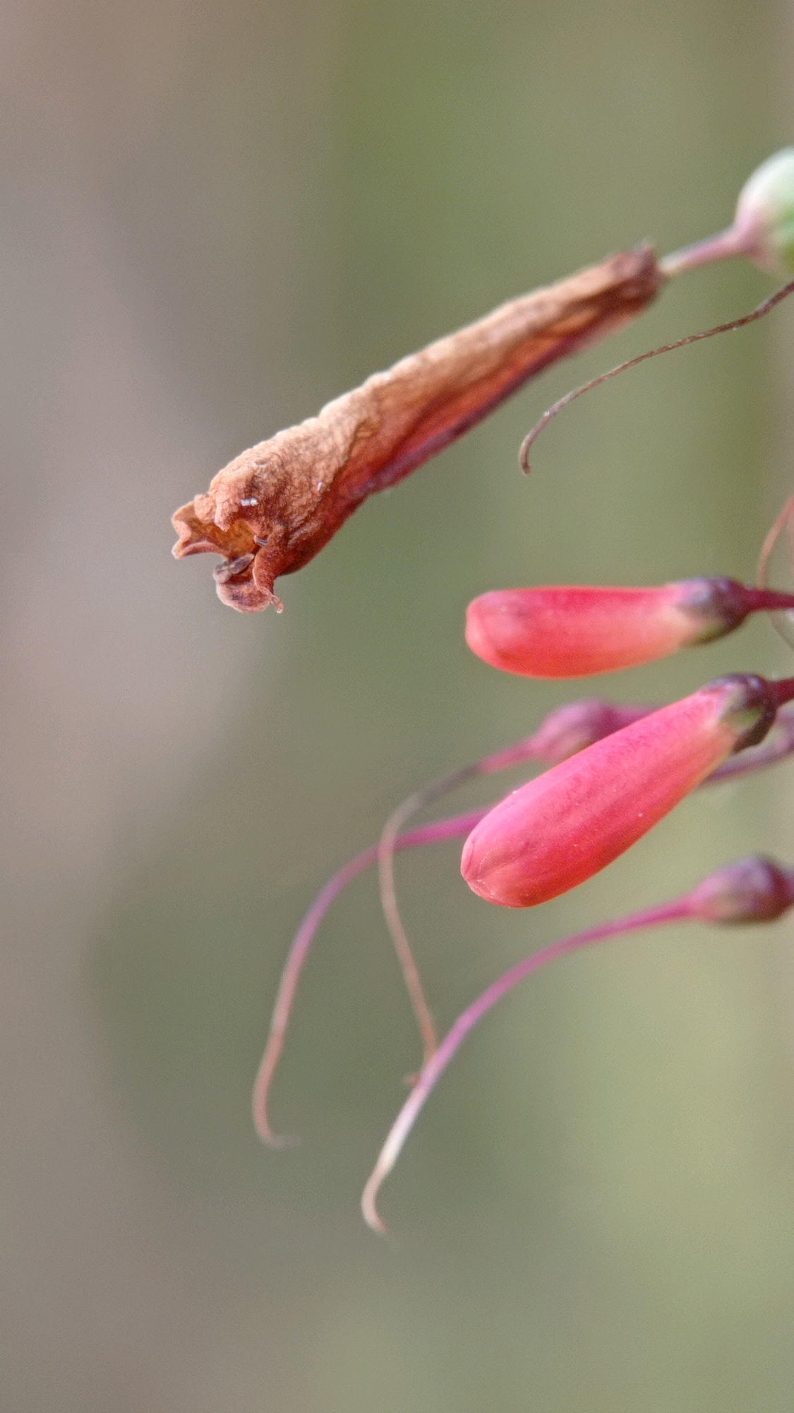 A macro photograph captures a cluster of tubular, pink flower buds and one dried, brown, seed pod against a softly blurred, green and grey background. The scene is illuminated with natural light, highlighting the delicate textures of the plant. The image appears to be taken in an outdoor setting, likely a garden or natural landscape. Without further information, the specific location within Batu, Indonesia, cannot be determined from the visual data alone.
