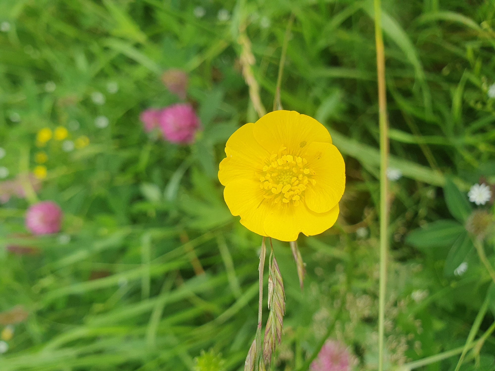 A close-up, eye-level shot showcases a bright yellow buttercup flower in sharp focus against a blurred background of green grass and other wildflowers. The buttercup is positioned slightly to the right of the center, its petals fully open, revealing a textured center. A blade of grass extends from the left side of the frame, partially obscuring the flower. In the background, soft pink and white floral elements are visible, as well as hints of yellow flowers, all out of focus. The scene is natural and appears to be outdoors, likely in a meadow or grassy area. The image does not depict any people, actions, or interactions. There is no information to suggest this location is in Mukhametovo, Russia.