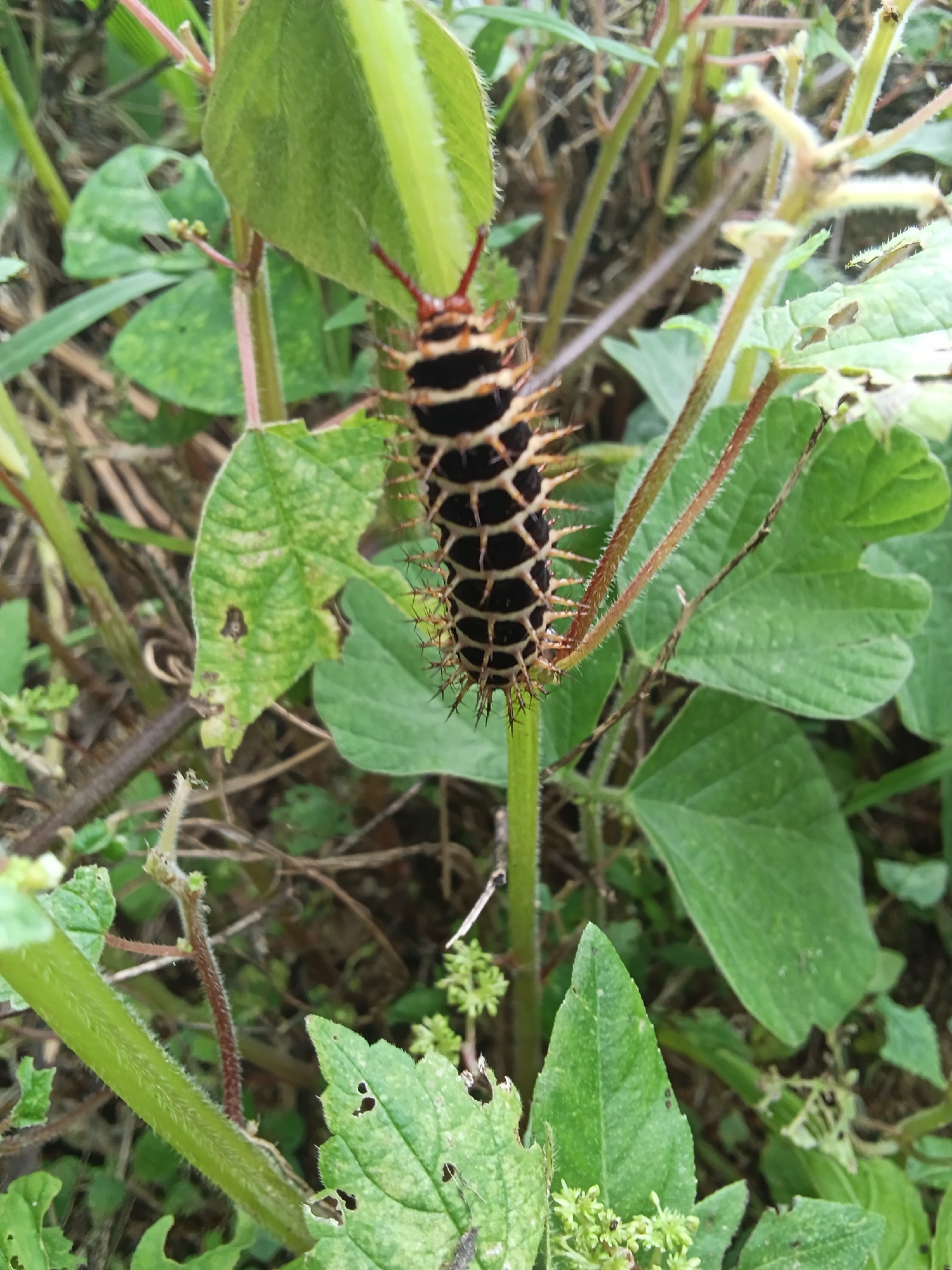 A caterpillar with black, white, and orange bands, covered in spines, is shown on a plant stem. The caterpillar is positioned vertically, with its head facing upwards. The plant has green leaves and stems, some of which are covered in fine hairs. The background is blurred, with hints of dried vegetation. The image was taken outdoors, in a natural setting.