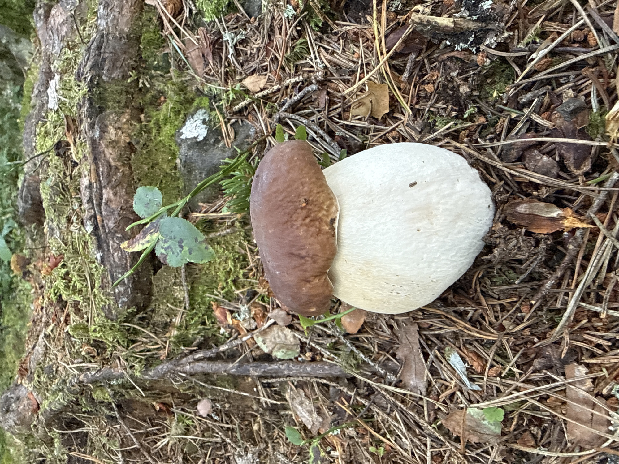 A single, large mushroom with a brown cap and a thick, white stem is centered in the foreground of the image. It is surrounded by a forest floor covered in pine needles, twigs, moss, and fallen leaves. In the background, the gnarled roots of a tree are visible, also covered in moss and interspersed with more forest debris. The lighting suggests it is daytime in a shaded environment. The image does not depict any urban features or indicate a specific location within Tampere, Finland; it is a natural forest scene. There are no people or animals present, and no actions or interactions are occurring.