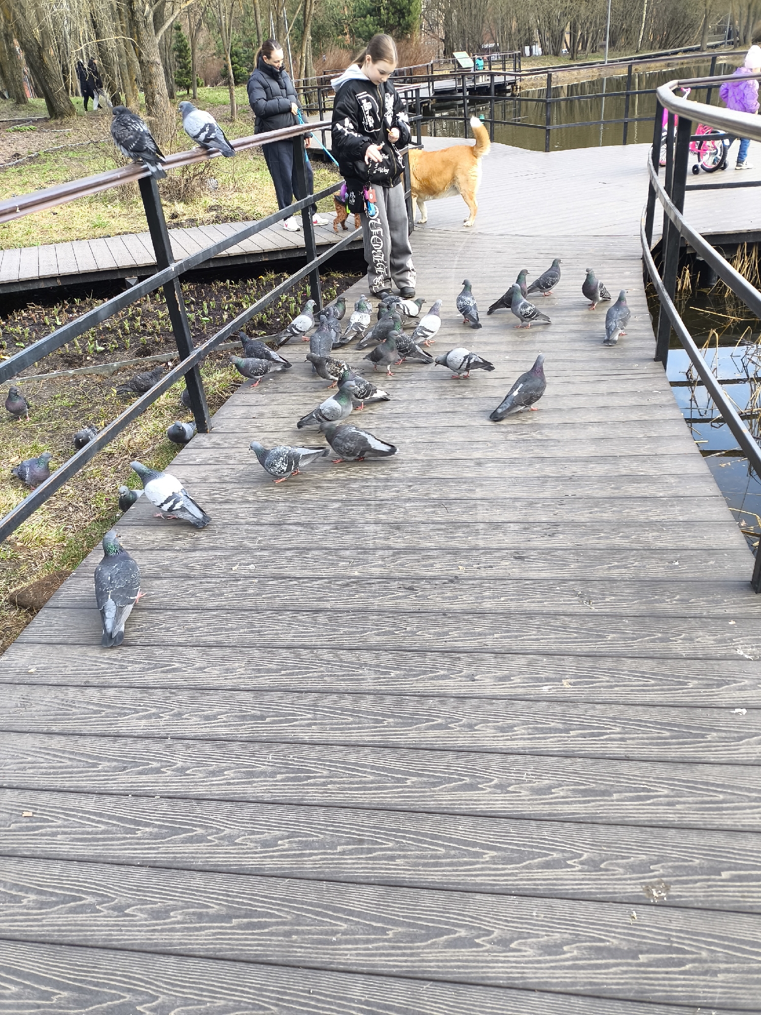 The image shows a group of pigeons on a wooden walkway. The walkway is elevated, and there is water on either side. There are people on the walkway, including a woman with a dog. The location is most likely a park in Moscow, Russia. The photo shows the interaction between people, animals, and the environment.