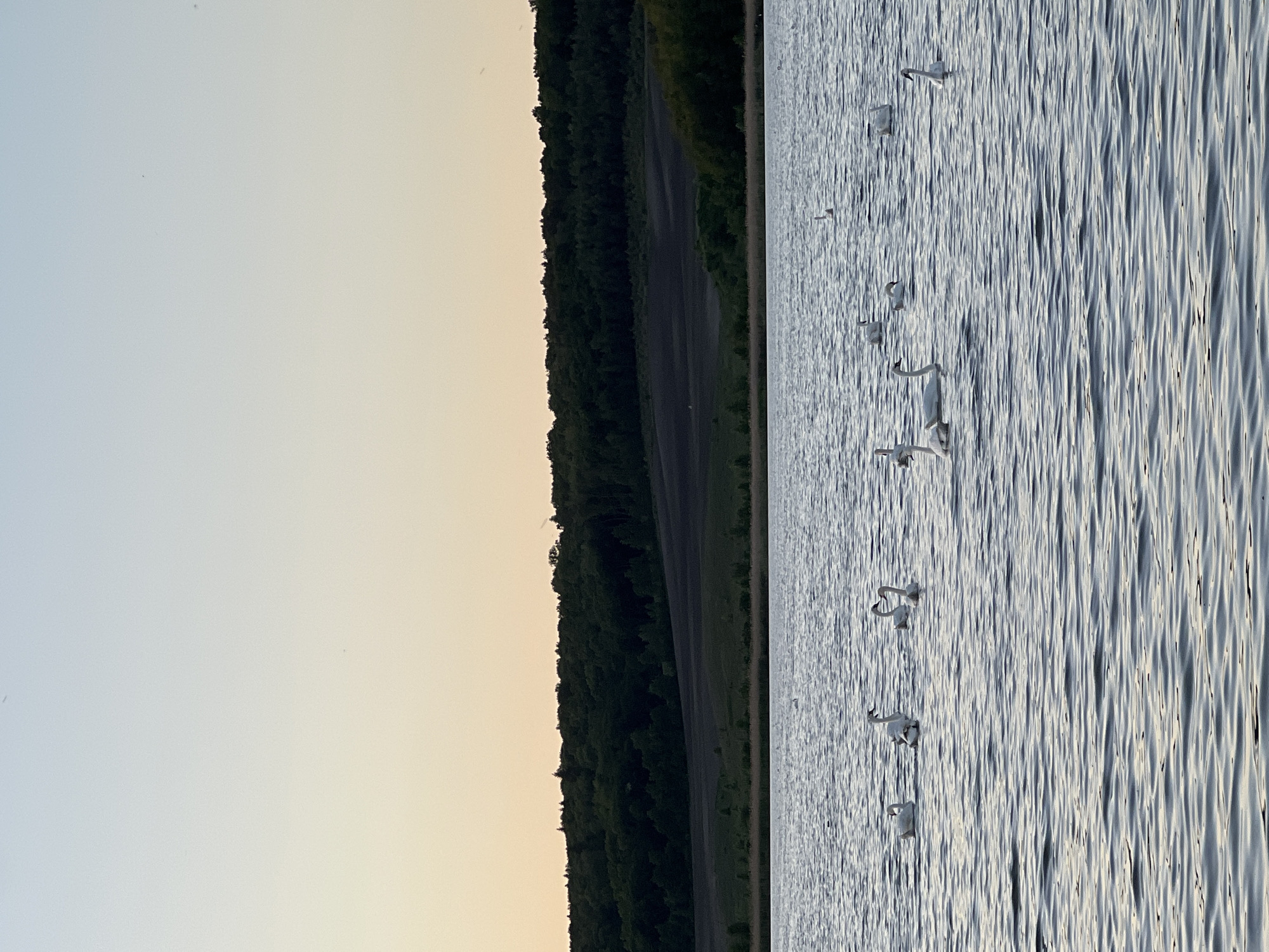 The image depicts a landscape with a lake on the right side where multiple swans are swimming. On the left, there is a sky transitioning from light to slightly darker hues. Adjacent to the sky, a dense line of trees stretches vertically, possibly indicating a forest or wooded area. Next to the trees, there is a road or path that appears darker, potentially due to shading or the material it is made from. The water has a wavy texture, reflecting light and creating a striped appearance. The picture is taken in a horizontal orientation. This may be somewhere in the Reniv, Ukraine area.