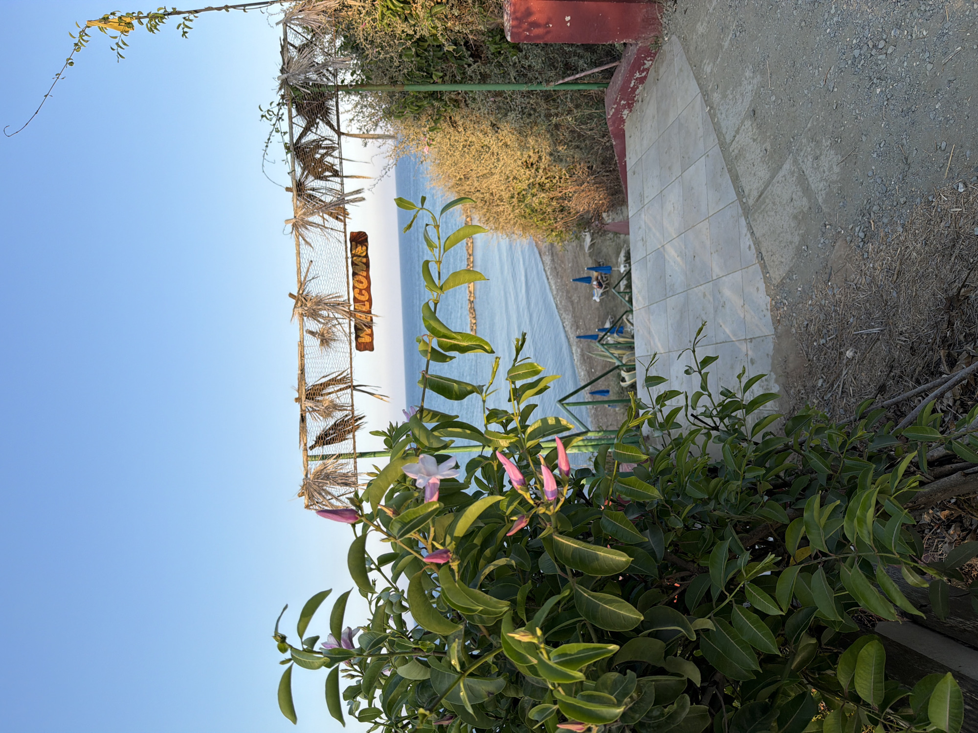 The image shows a pathway leading down to a beach in Meneou, Cyprus, under a clear blue sky. In the foreground, lush green foliage with pink flowers and buds is visible on the left. A rustic archway with a "WELCOME" sign made of wood and a thatched roof spans the path above. Beyond the archway, a view of the calm sea and a pebble beach with two blue lounge chairs and one person relaxing can be seen. Dense green bushes and a red-painted concrete structure are on the right side of the pathway. The pathway itself is a mix of gravel and tiled steps.