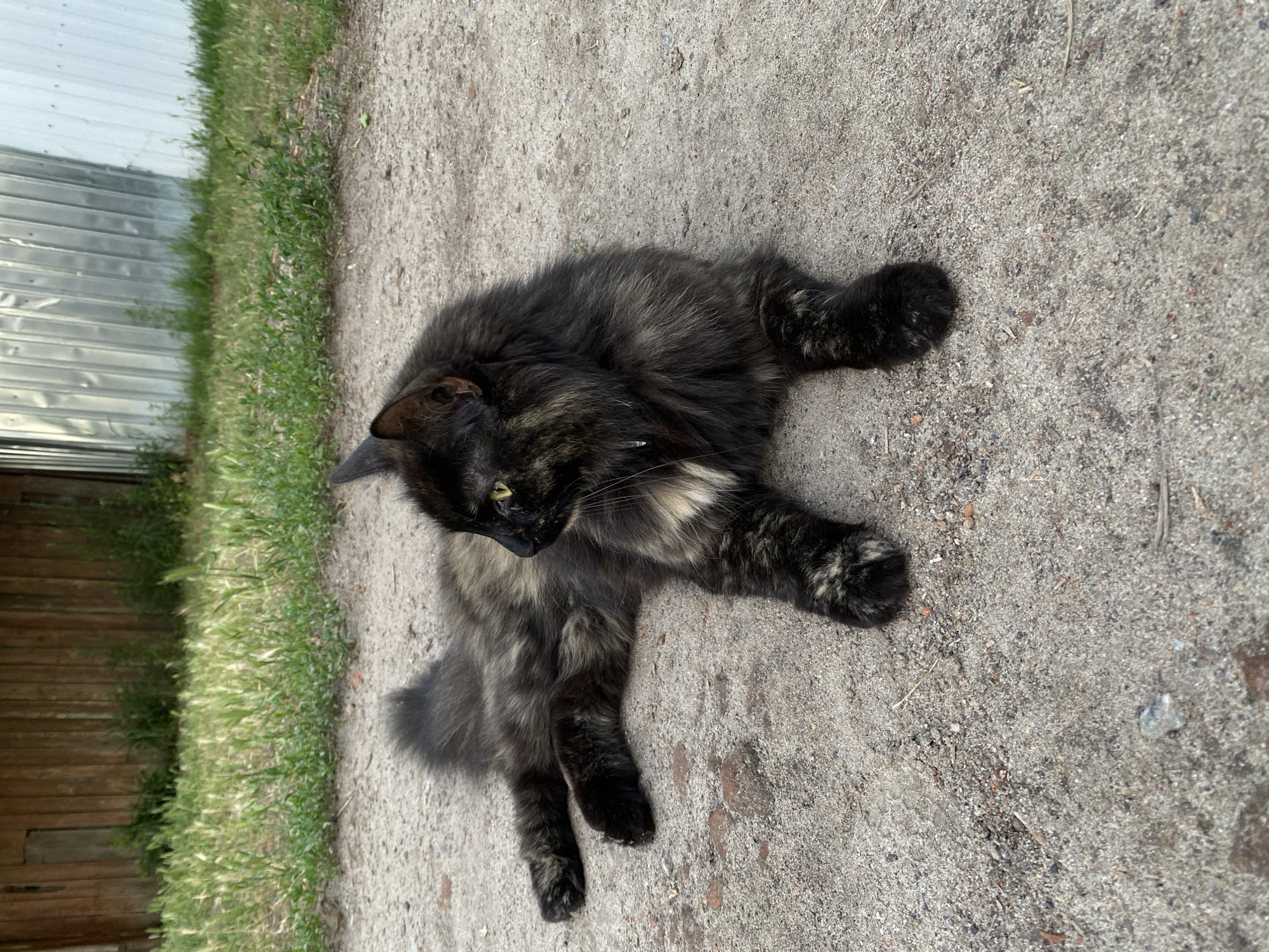 A tortoiseshell cat with long, dark fur lies on a sandy or dirt path. The cat is facing left, with its head turned slightly towards the viewer, revealing its yellow eyes. Its fur is a mix of black, brown, and some lighter patches, particularly on its chest and paws. The cat appears relaxed, possibly resting or enjoying the warmth of the ground.
To the left of the cat, a strip of green grass runs alongside the path. Beyond the grass, a light-colored metal structure, possibly a corrugated metal building or fence, is visible. Further to the left, a wooden fence or structure with vertical planks is partially visible. The overall scene suggests an outdoor, possibly rural or backyard setting.
The lighting indicates it is daytime, with sunlight casting shadows and highlighting the texture of the ground and the cat's fur. The weather appears to be clear and possibly warm, given the cat's relaxed posture on the ground. There is no visible text in the image.