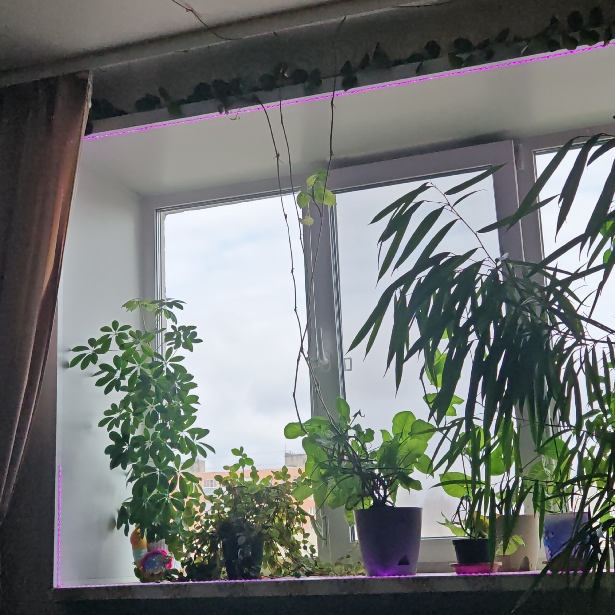 The image shows a window in a building in Rostov, Russia, with several potted plants on the windowsill. A brown curtain is on the left side of the window. The plants vary in size and type, some trailing and others standing upright. A string of purple LED lights runs along the top and bottom edges of the window frame, illuminating the plants from below. Outside the window, the sky is overcast. A building can be seen through the plants.