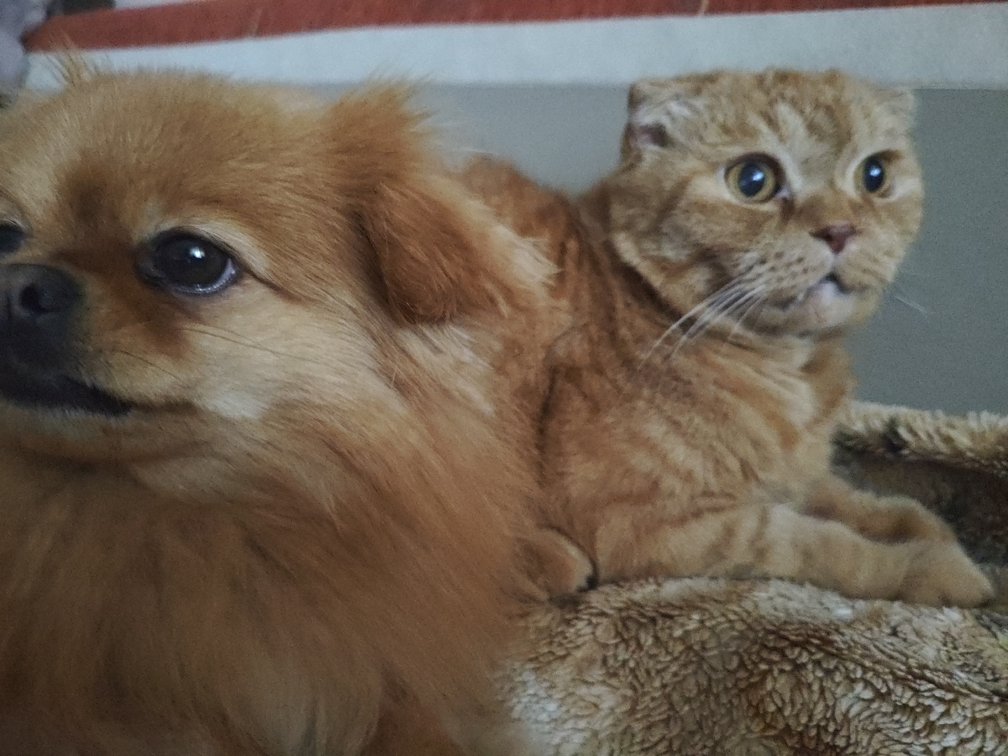 The image shows a close-up of an orange cat and a tan dog lying together. The cat is a Scottish Fold with folded ears and large, round eyes. The dog is fluffy with a long coat. They are resting on a soft, textured surface, possibly a blanket or pet bed. The background is blurred, with hints of a red and white striped object at the top and a grey wall. There is no indication of the city of Kremenchuk, Ukraine, or any other specific location in the image. The image appears to be a candid photograph taken indoors.