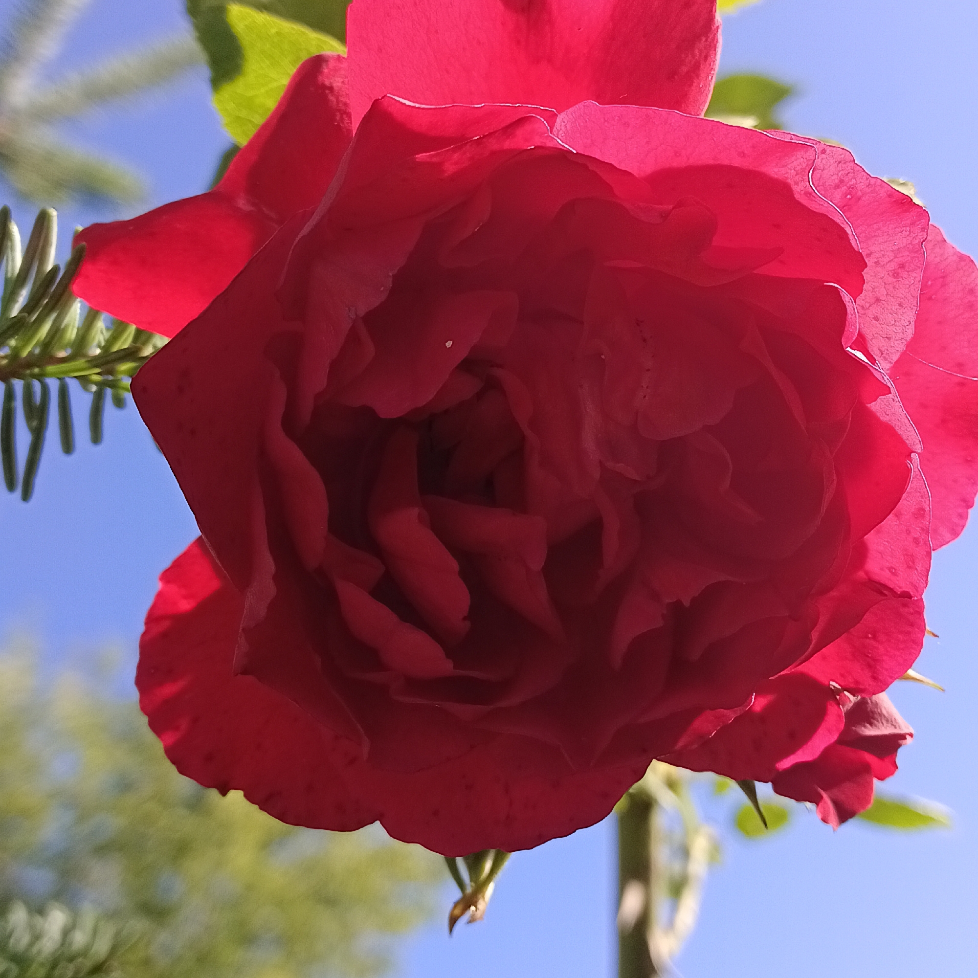 The image is a close-up, low-angle shot of a vibrant red rose in bloom, set against a bright blue sky. The rose occupies most of the frame, its petals unfurling in layers, with some areas catching the sunlight and appearing brighter pink. Hints of green foliage and a dark green, needle-like branch are visible in the upper left portion of the image, interspersed with the blue sky. The background is out of focus, with blurred green shapes suggesting trees or other vegetation. The image was taken outdoors, under natural light. No people are present, and no specific location within Novokuybyshevsk, Russia can be determined from the visual information provided.