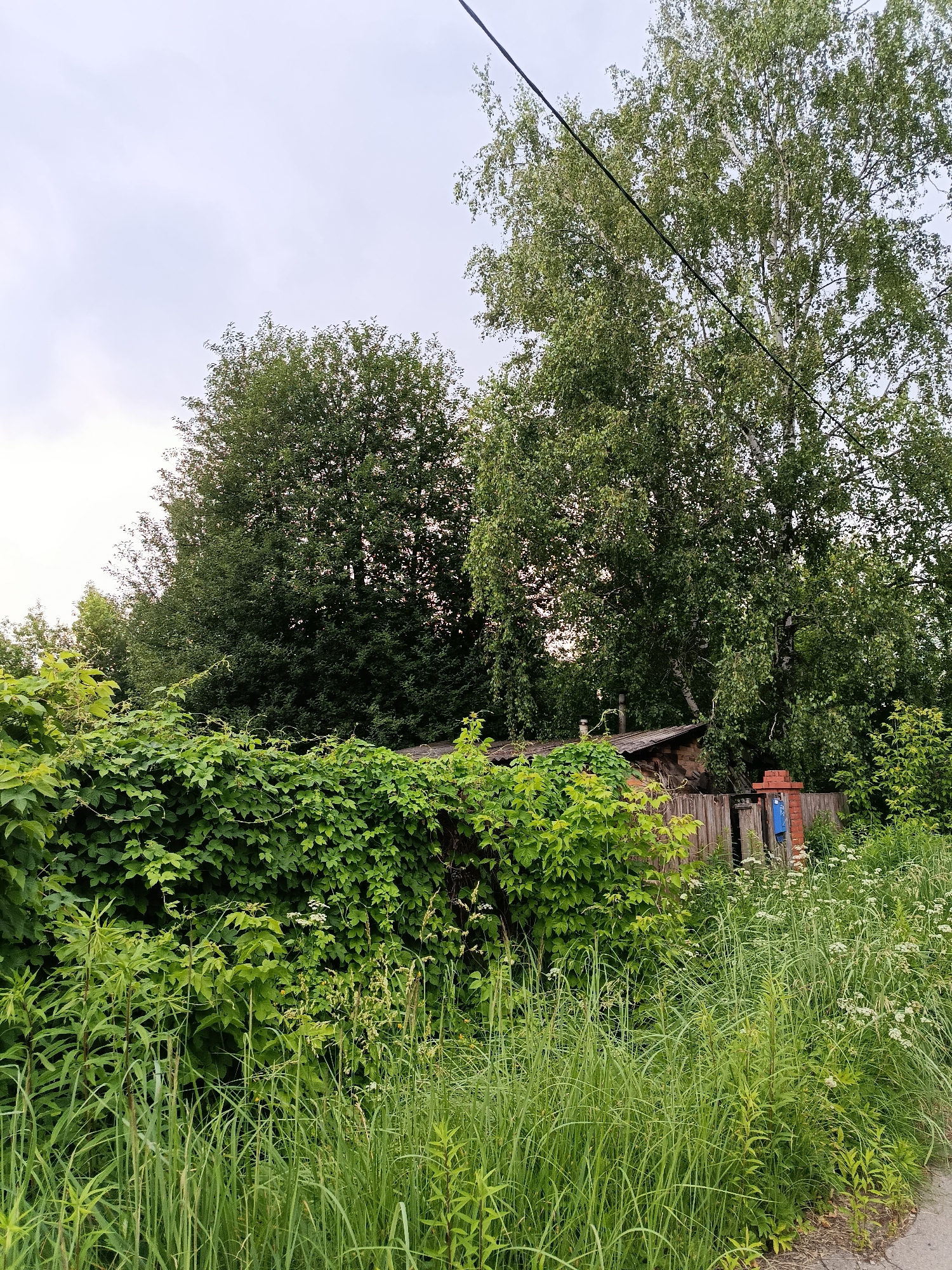In the city of Vereya, Russia, this image captures a rural scene dominated by lush greenery and a rustic wooden fence. A large birch tree with vibrant green leaves stands prominently on the right, its branches reaching towards a pale, overcast sky. To the left and behind the fence, a dense wall of ivy covers a section of the landscape, interspersed with taller trees. The wooden fence itself is weathered and appears aged, with a small, rustic wooden shed visible behind it. A blue mailbox is mounted on a brick post next to the fence. Tall grasses and wildflowers grow in abundance in the foreground, creating a wild and untamed appearance. A power line runs diagonally across the upper portion of the image, a subtle reminder of modern infrastructure in this otherwise natural setting. The overall impression is one of a quiet, somewhat overgrown, and natural environment.