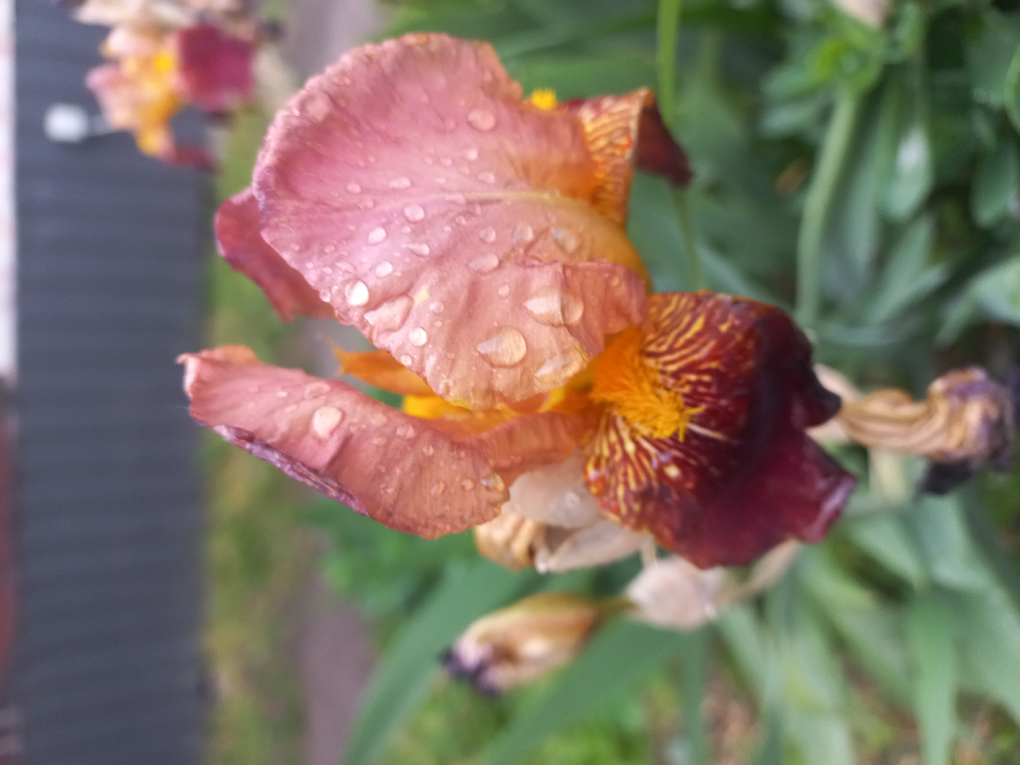 A close-up, slightly tilted, daytime shot shows a blooming iris flower covered in water droplets. The flower exhibits a blend of colors, including pink, orange, and a deep maroon, with visible striations. Yellow pollen is present. The background consists of green foliage and an out-of-focus structure suggesting an urban setting. The specific location within Kyiv, Ukraine, cannot be determined from the image. No people are visible in the scene.