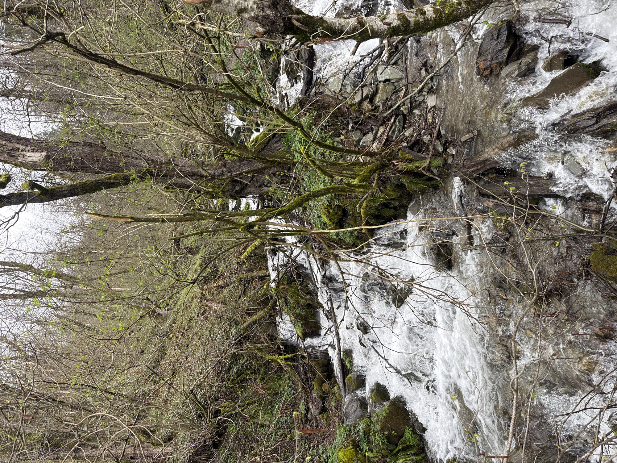 The image depicts a cascading waterfall in a natural environment, possibly located in Krasnaya Polyana, Russia, given the reference. The waterfall flows over rocks and stones, surrounded by bare trees and vegetation. Moss covers branches and rocks near the water. No people are visible. The environment appears damp and cool.