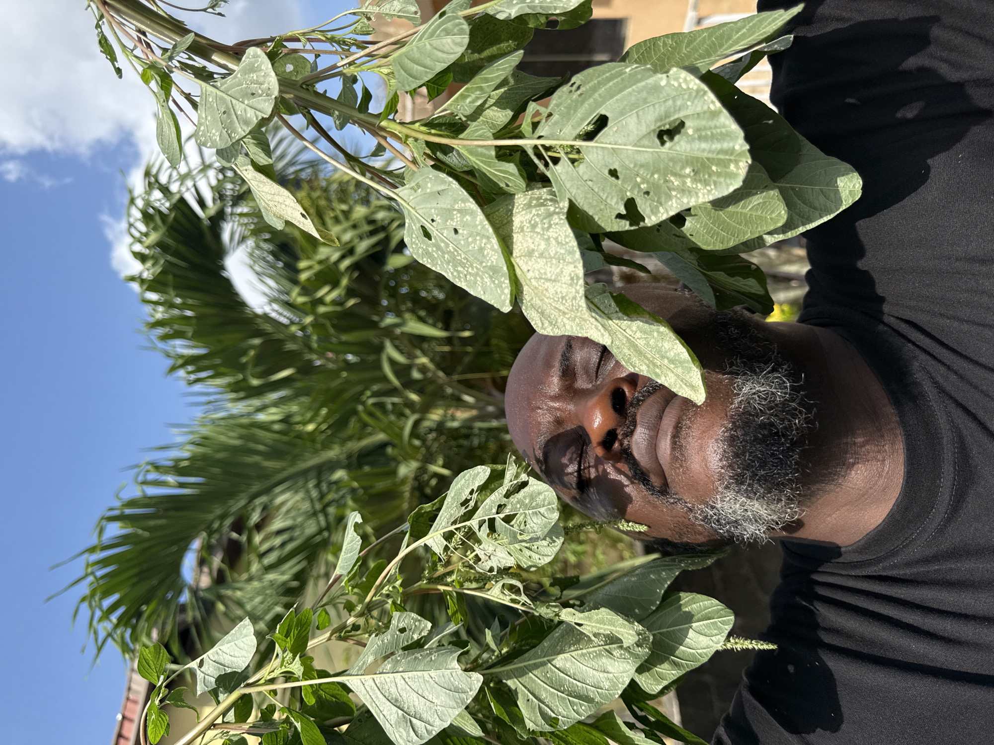 A man with dark skin and a salt-and-pepper beard is holding up a leafy green plant in Ado, Nigeria. The leaves are light green with white speckling and holes. Behind the man and the plant, there is a blue sky with clouds and a palm tree. A yellow building can also be seen in the background. The man is wearing a black t-shirt.