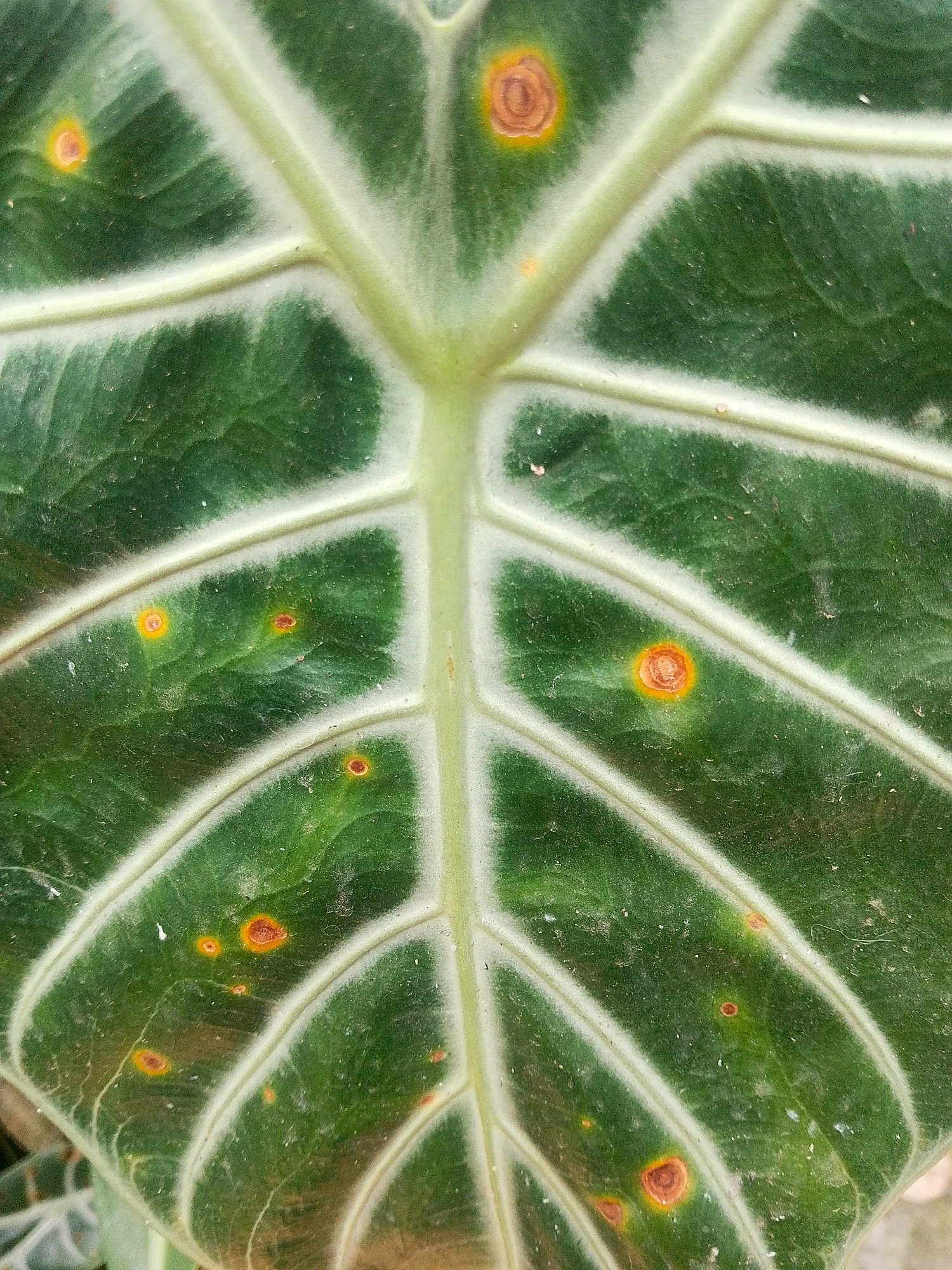 A close-up, high-angle shot shows a green leaf with a prominent central vein and several smaller veins. The leaf surface is speckled with numerous small, circular or irregular spots. These spots vary in color from yellow to a reddish-brown, with some having a concentric ring pattern. The background is out of focus, suggesting a natural environment, possibly a garden or park. No specific location in Barabai, Indonesia is visible or implied.