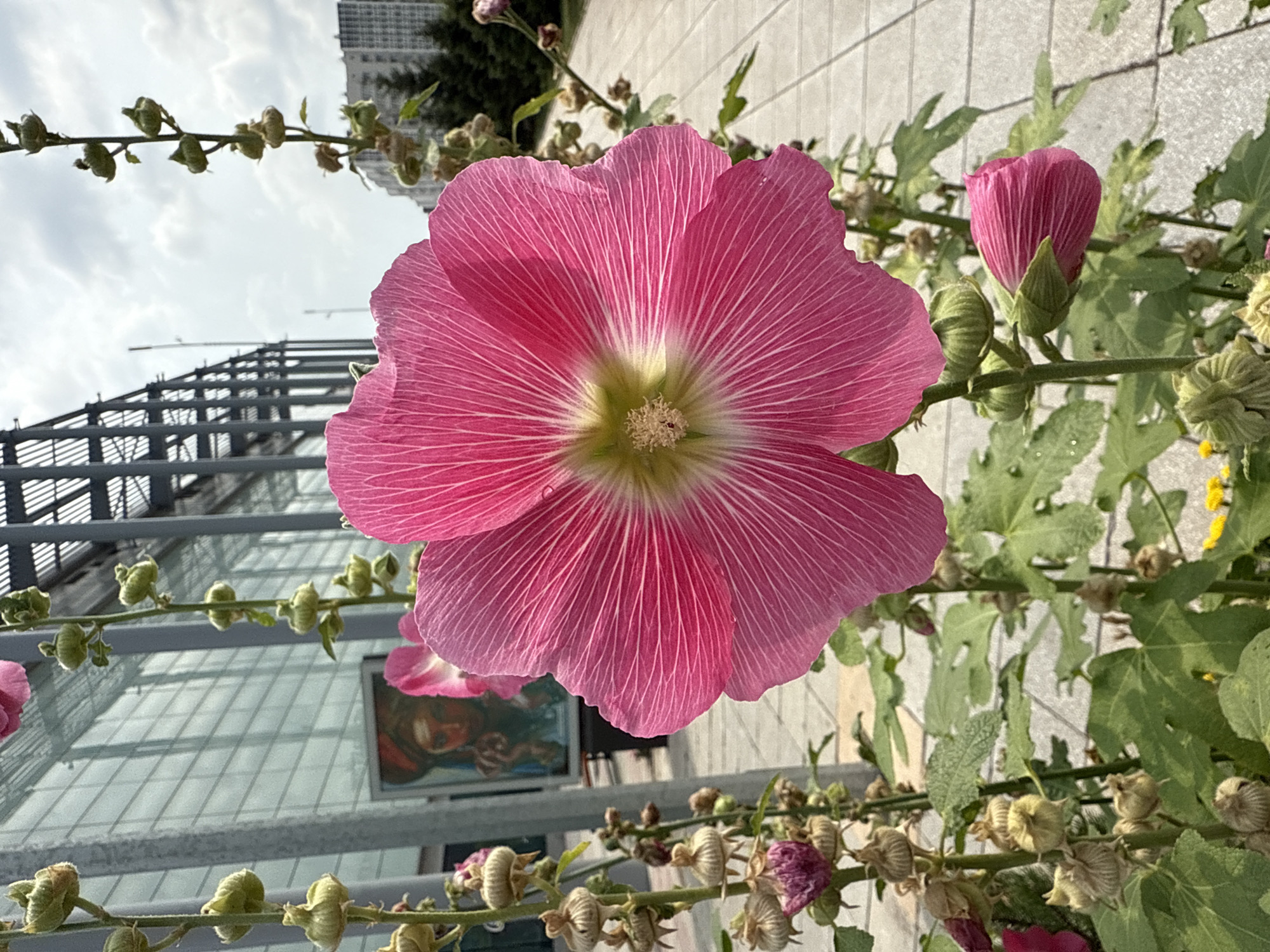A close-up, eye-level shot features a vibrant pink hollyhock flower in the foreground, its petals radiating from a light green center. The flower is in full bloom and faces the viewer. To the left and right of the main flower, there are stalks with developing buds and seed pods, some withering. The plant has green leaves and is situated on a paved walkway. In the background, a modern building with a glass facade and metal structural elements is visible. To the left, behind the hollyhock stalks, a framed artwork depicting a person with a turban is partially visible. Beyond the building and walkway, a cityscape with residential buildings and trees can be seen under a cloudy sky. The scene appears to be located in Astana, Kazakhstan.