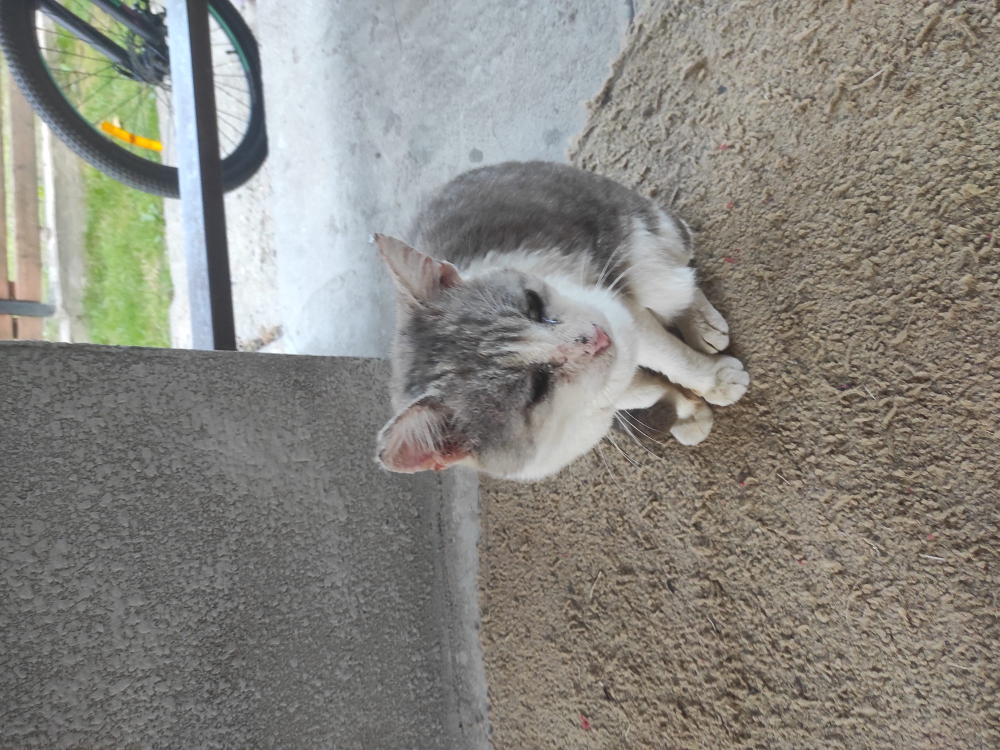 A grey and white cat sits on a coarse, brown mat in front of a textured grey wall. The cat is looking down with its paws tucked beneath it. In the background, a bicycle wheel is visible, and beyond that, a wooden fence and green grass. The ground appears to be concrete. The scene appears to be an outdoor, possibly urban, setting.