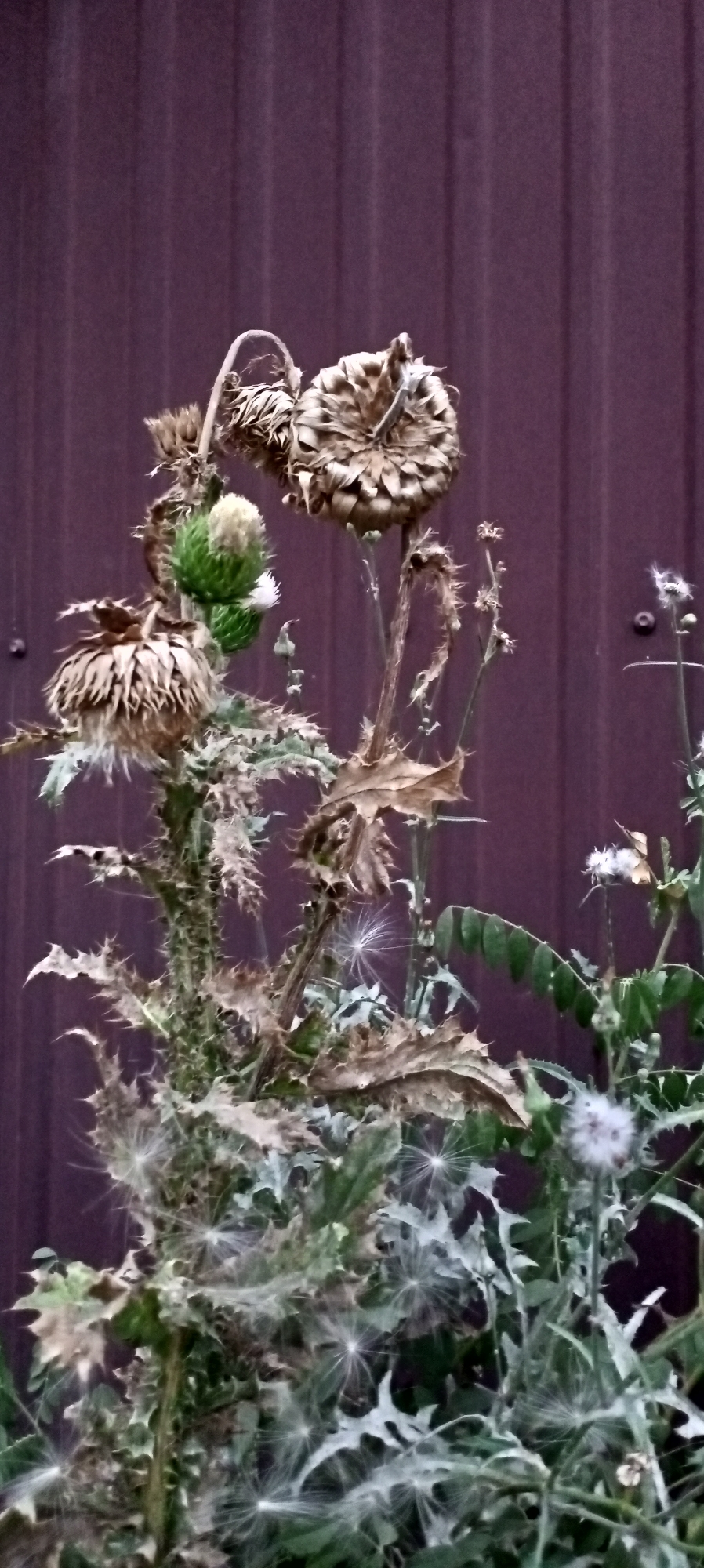 A close-up, vertical, eye-level shot shows a cluster of thistle plants in varying stages of bloom and decay against a dark, ribbed, purple metal fence. The foreground is dominated by spiky green leaves and dried, brown seed heads. One large, brown, dried thistle head is prominent in the upper left, with another slightly smaller one to its right. A green, unopened thistle bud with white tips is visible below the upper left head. Several fluffy, white seed structures, resembling dandelion seeds, are scattered among the leaves, suggesting the plants are in the process of spreading their seeds. To the right, a few smaller green leaves and buds are visible, along with a single, tiny white flower. The fence serves as a plain, textured backdrop, with vertical lines running throughout. The lighting is dim, suggesting an overcast day or late afternoon. No people are present in the scene. The image appears to be taken outdoors, likely in a garden or yard setting in Sokuluk, Kyrgyzstan.